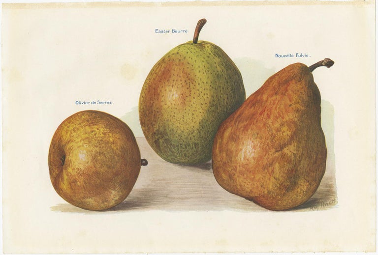 Set of 3 Vintage Fruit Prints of Pear Varieties by J. & H. Wright, '1924' In Good Condition For Sale In Langweer, NL
