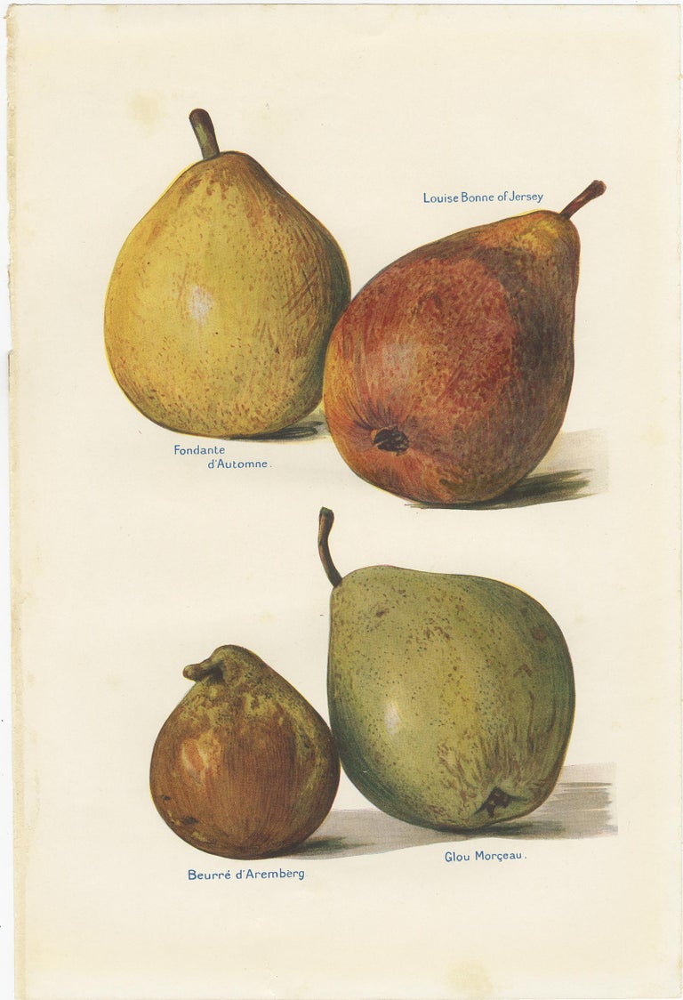 20th Century Set of 3 Vintage Fruit Prints of Pear Varieties by J. & H. Wright, '1924' For Sale