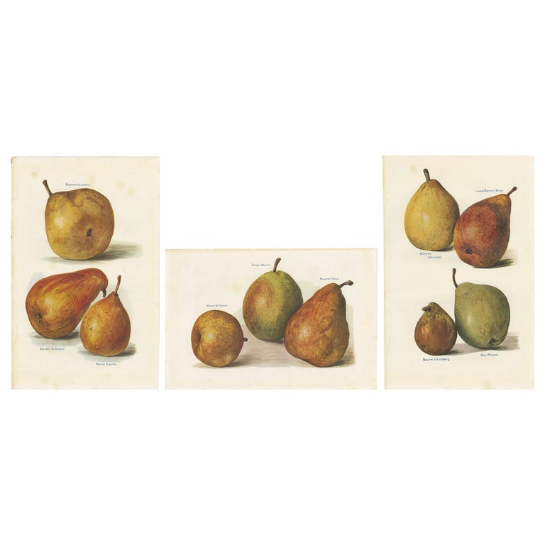 Set of 3 Vintage Fruit Prints of Pear Varieties by J. & H. Wright, '1924' For Sale