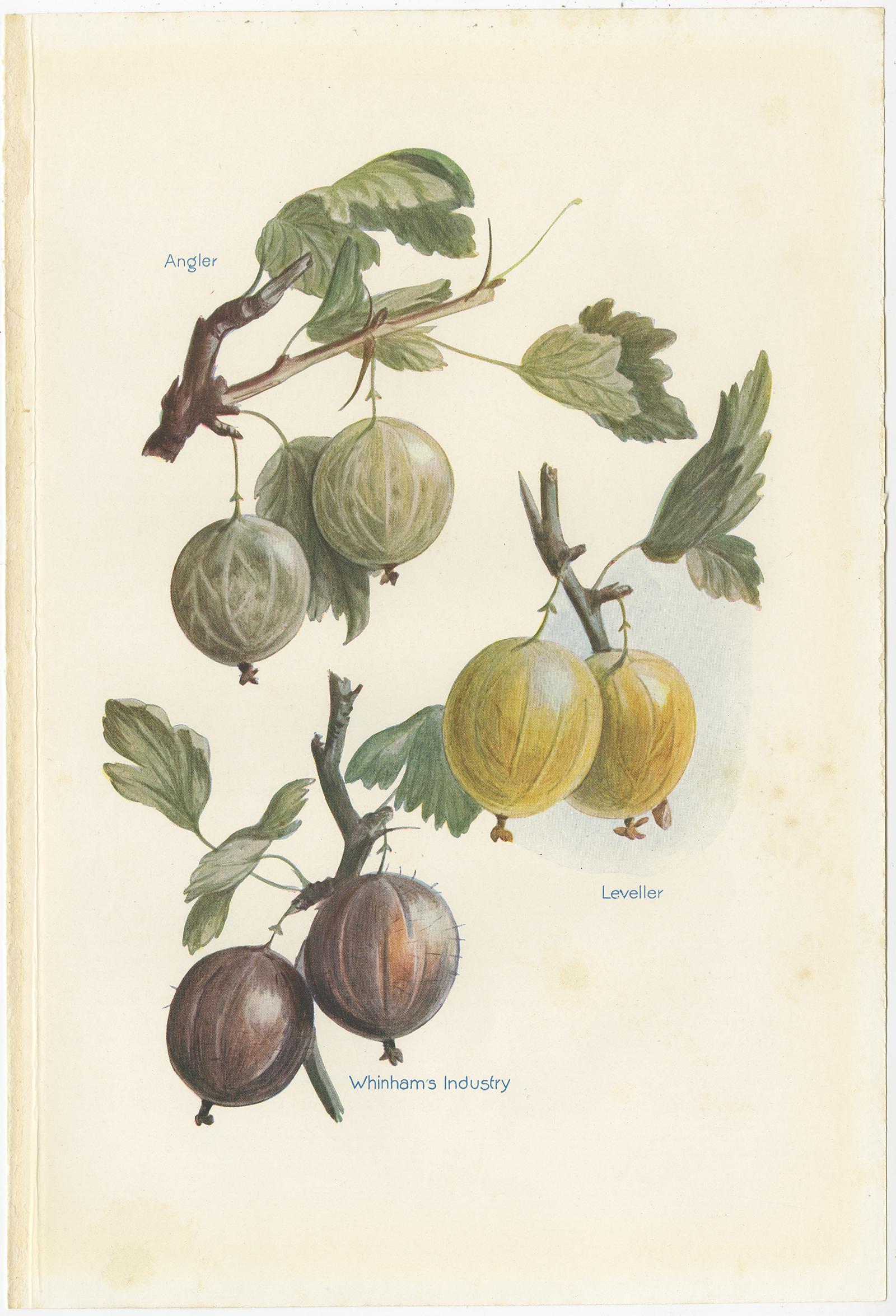 Set of three vintage lithographs of gooseberries, plums and cherries. These prints originate from 'The Fruit-Grower's Guide' by John and Horace Wright.