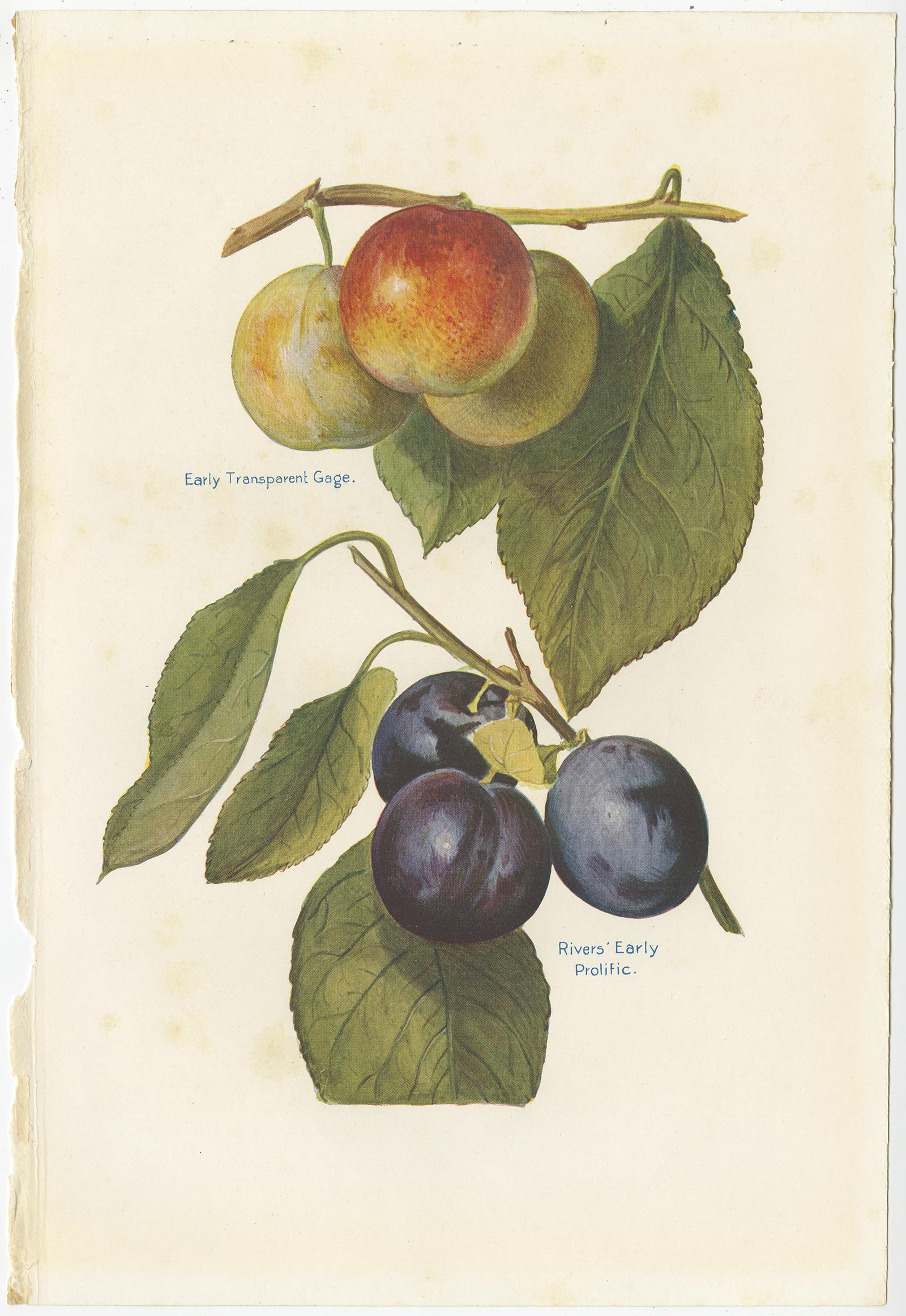 20th Century Set of 3 Vintage Fruit Prints of Various Fruit by J. & H. Wright, '1924'
