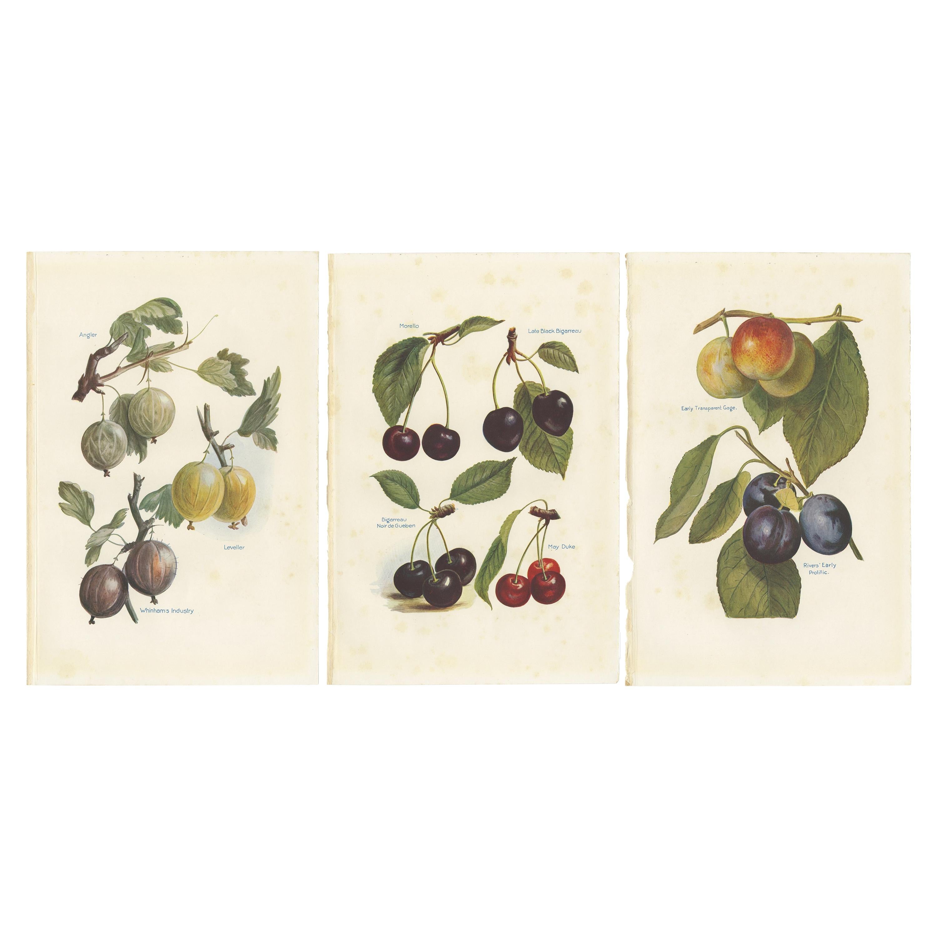 Set of 3 Vintage Fruit Prints of Various Fruit by J. & H. Wright, '1924'
