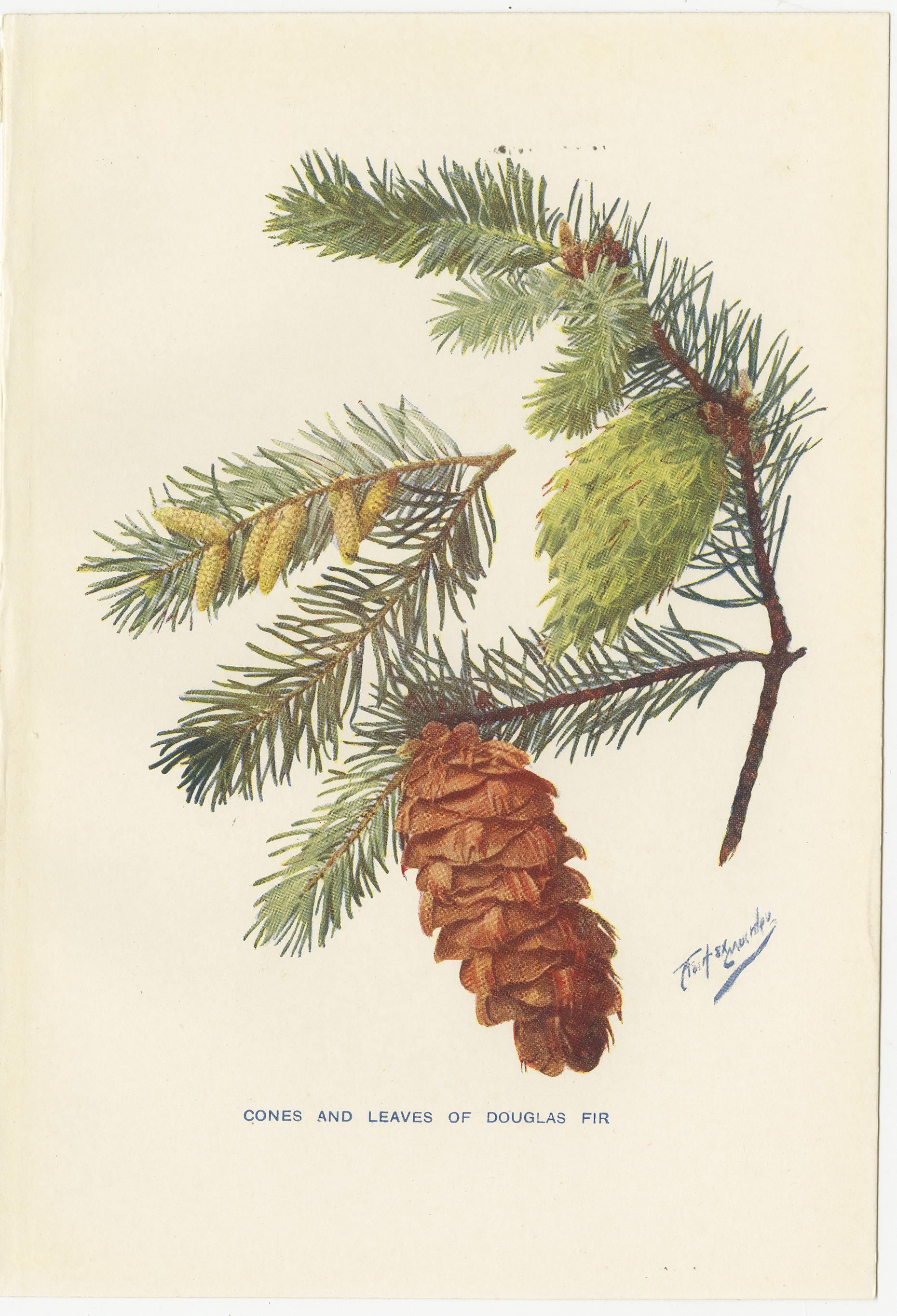 Antique print of various pine trees and pine cones titled 'Cones and Leaves of Douglas Fir - Cones and Leaves of Scots Fir - Male Flowers, Cones, and Leaves of Larch'. Source unknown, to be determined. Published circa 1930.