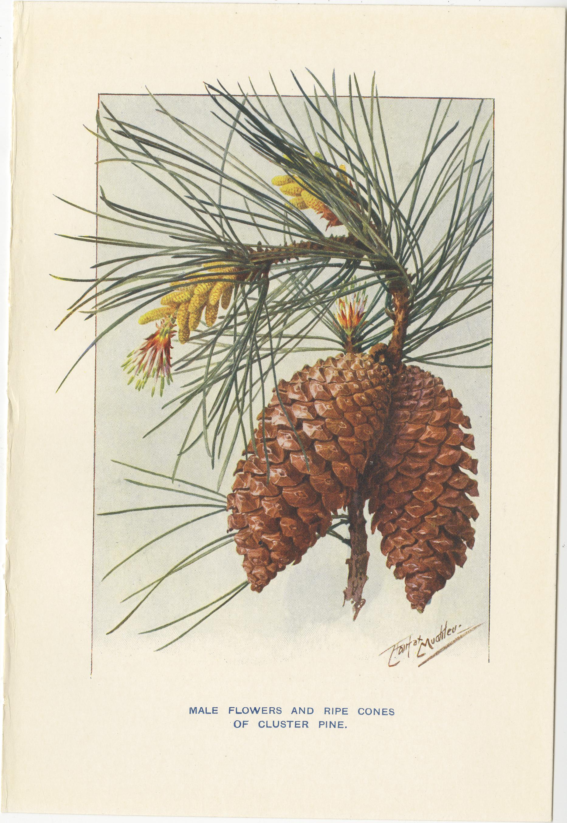 Antique print of various pine trees and pine cones titled 'Shoots and Cone of Wellintonia - Flowers, Cones, and Needles of Corsican Pine - Male Flowers and Ripe Cones of Cluster Pine'. Source unknown, to be determined. Published circa 1930.