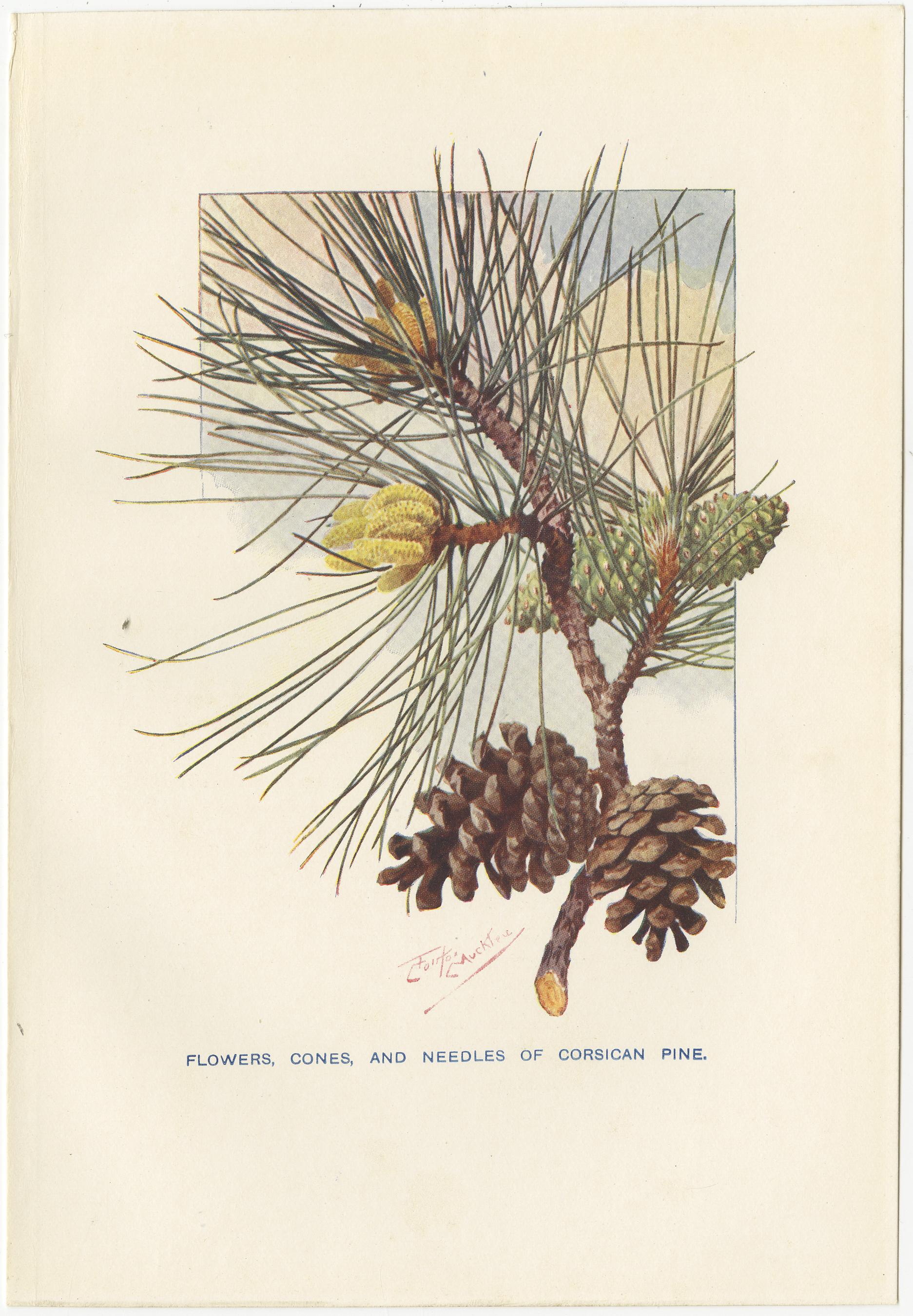 Set of 3 Vintage Prints of Pine Trees and Pine Cones, Wellingtonia In Good Condition In Langweer, NL