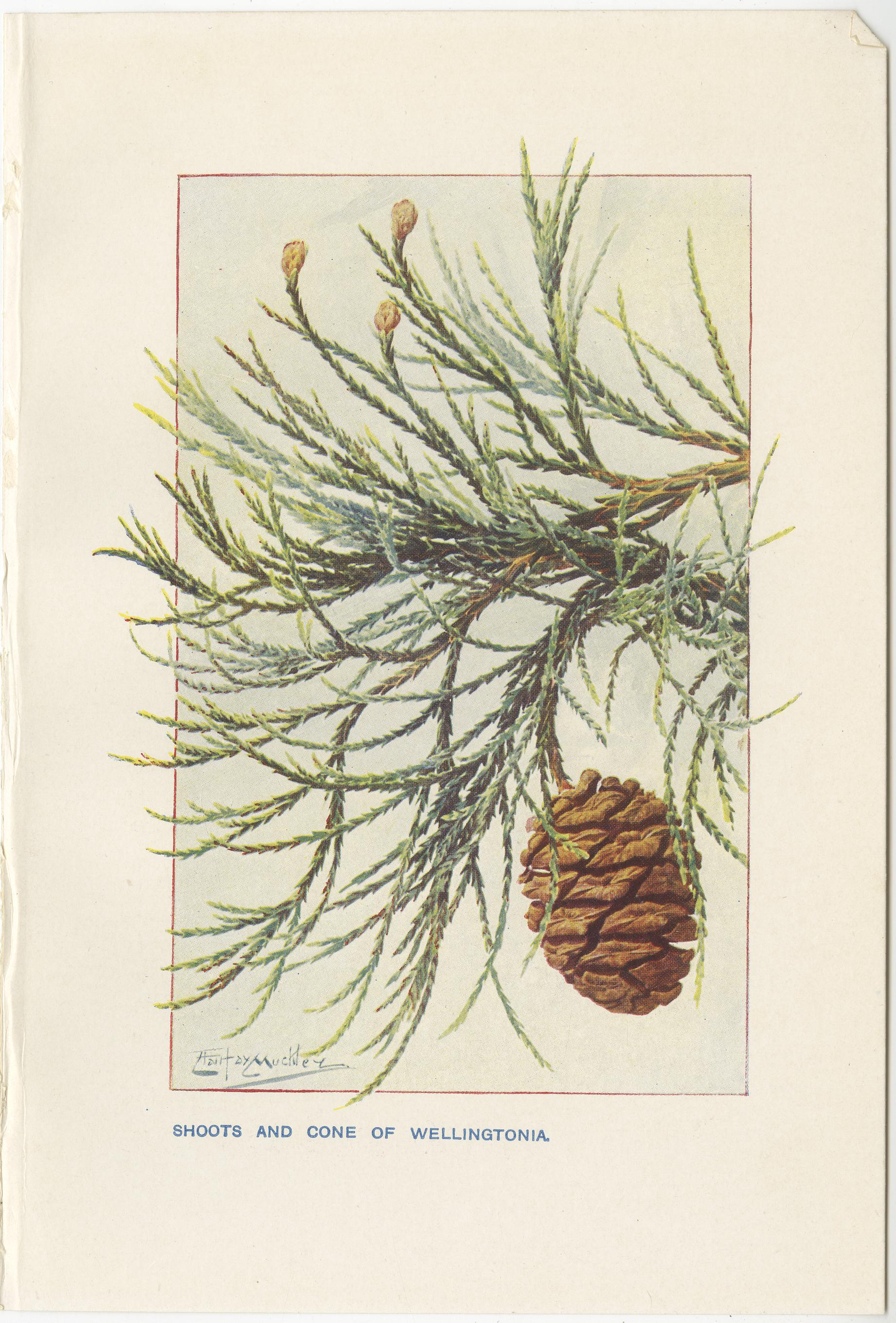 20th Century Set of 3 Vintage Prints of Pine Trees and Pine Cones, Wellingtonia