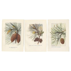 Set of 3 Vintage Prints of Pine Trees and Pine Cones, Wellingtonia