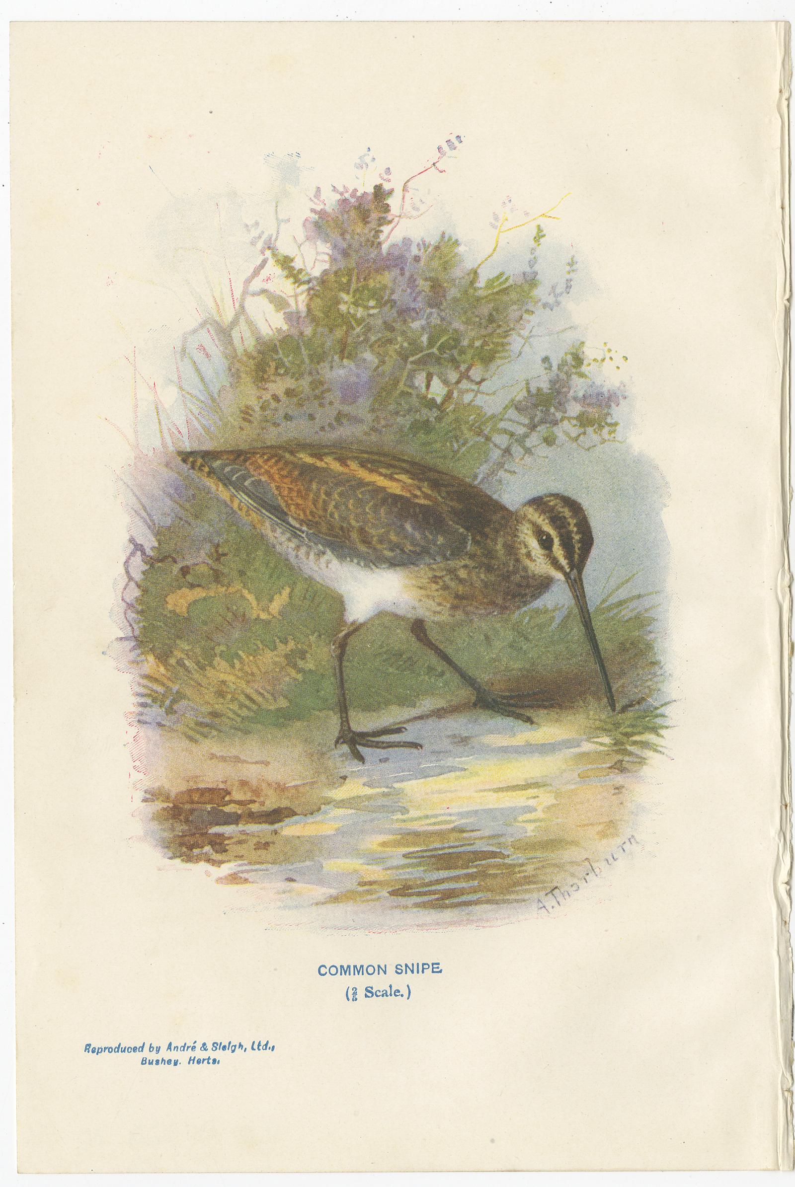 Set of four antique bird prints titled 'Common Snipe - Black-Headed Bunting - Kingfisher - Woodlark'. These prints originate from 'Familiar Wild Birds' by Walter Swaysland. Illustrated by Archibald Thorburn and others.