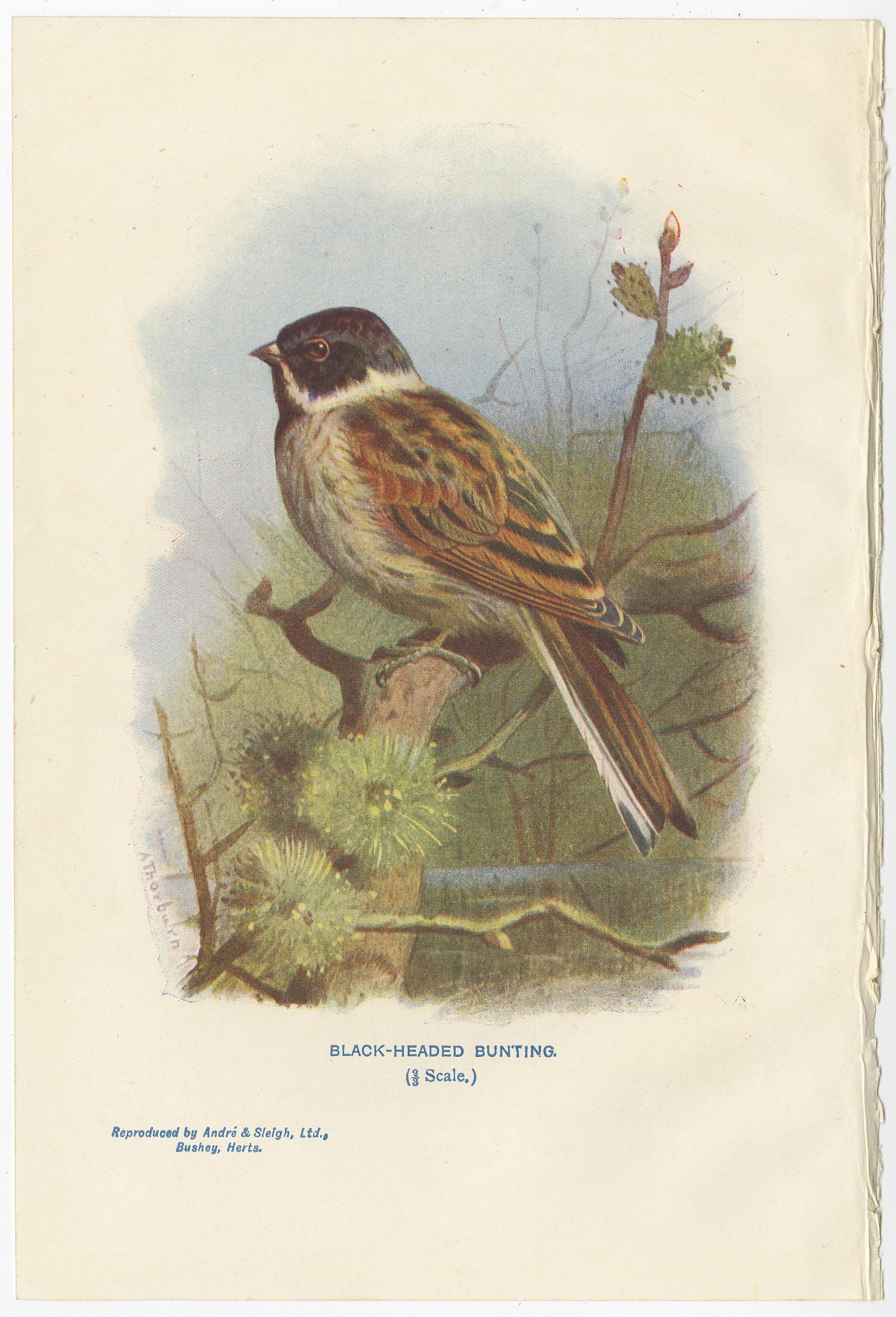 Set of 4 Antique Bird Prints Common Snipe, Bunting, Kingfisher, Woodlark In Good Condition For Sale In Langweer, NL