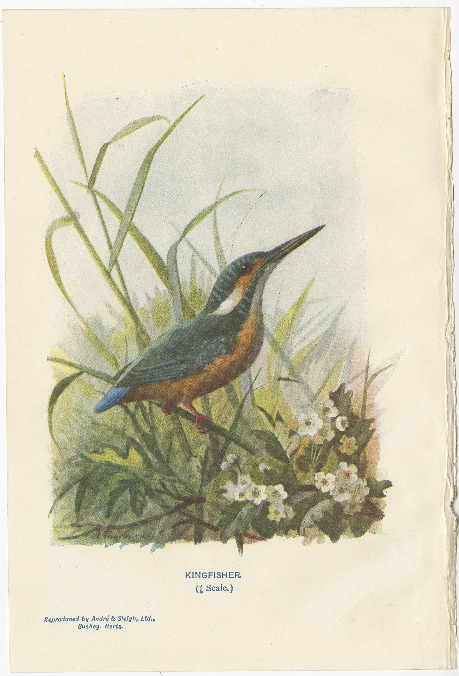 20th Century Set of 4 Antique Bird Prints Common Snipe, Bunting, Kingfisher, Woodlark For Sale