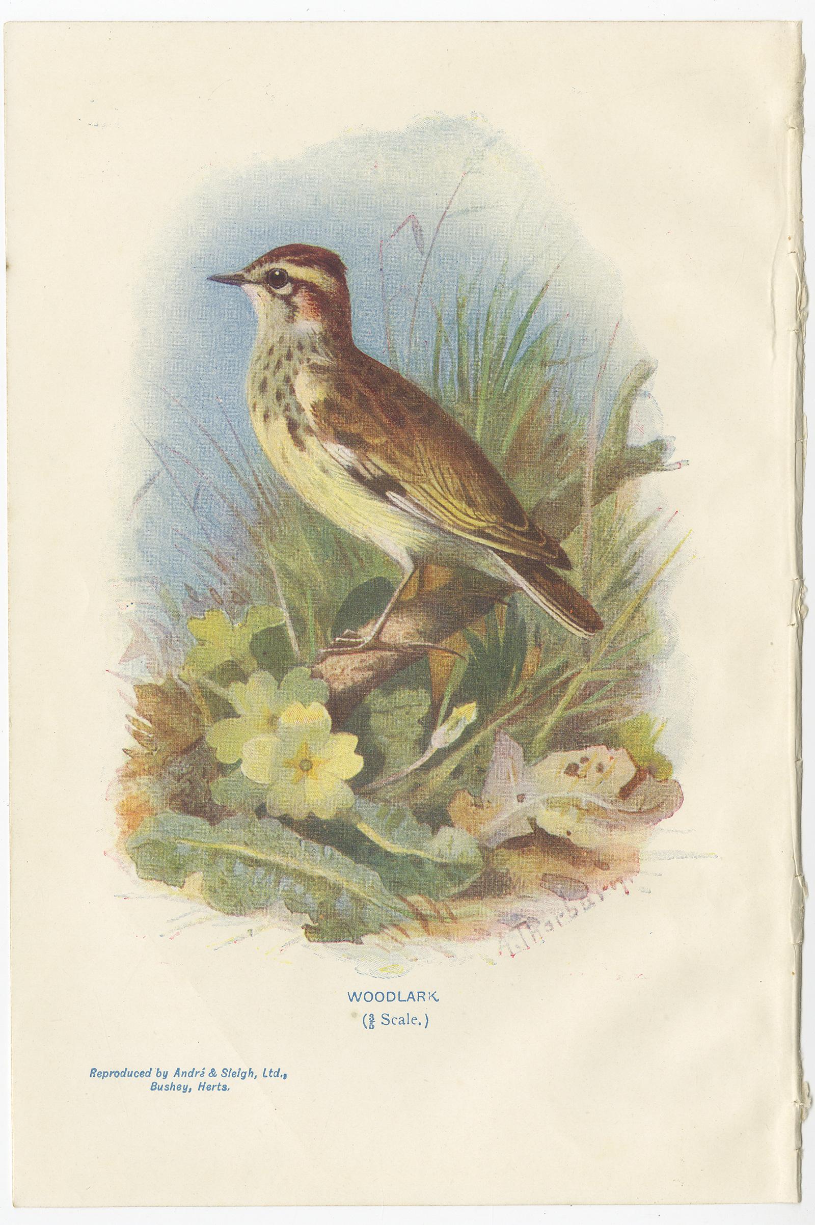Paper Set of 4 Antique Bird Prints Common Snipe, Bunting, Kingfisher, Woodlark For Sale