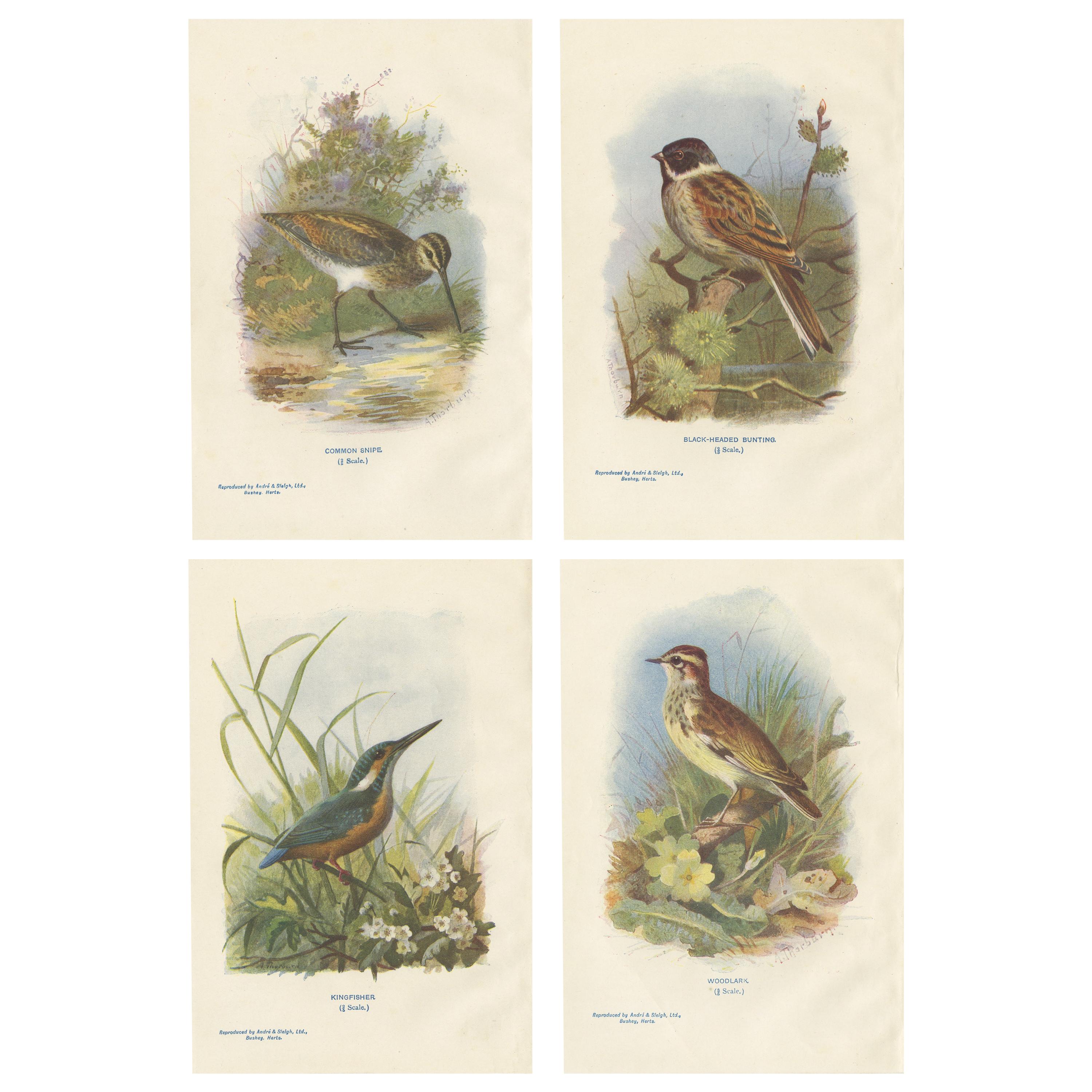 Set of 4 Antique Bird Prints Common Snipe, Bunting, Kingfisher, Woodlark
