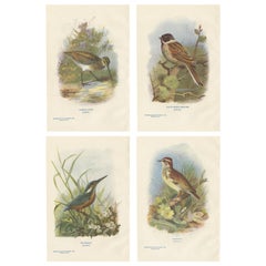 Set of 4 Vintage Bird Prints Common Snipe, Bunting, Kingfisher, Woodlark