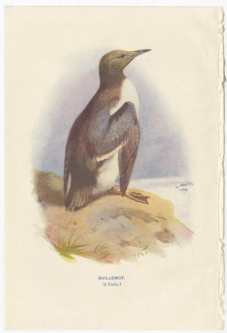 Set of 4 Antique Bird Prints Cormorant, Smew, Guillemot '1901