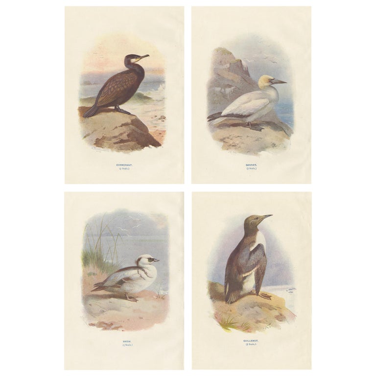 Set of 4 Antique Bird Prints Cormorant, Smew, Guillemot '1901