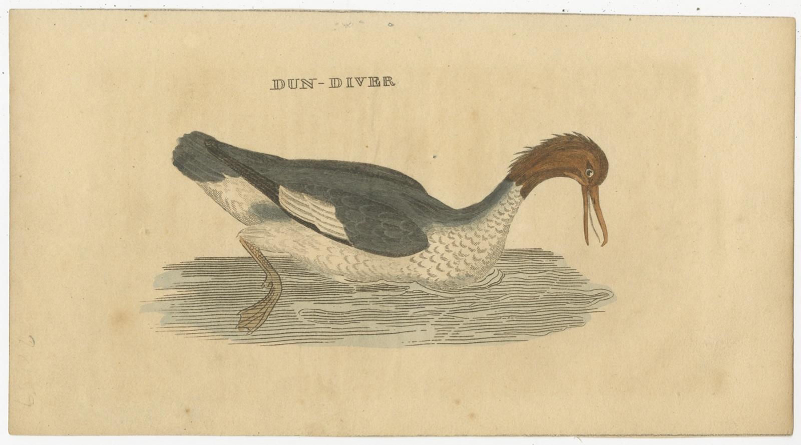 Set of four antique bird prints titled 'Green-Winged-Dove - Condor - Mino - Dun-Diver'. These bird prints originate from 'The Natural History of Birds', published 1815.