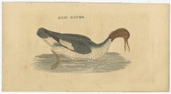 Set of 4 Antique Bird Prints, Dove, Condor, Mino, Dun Diver, 1815