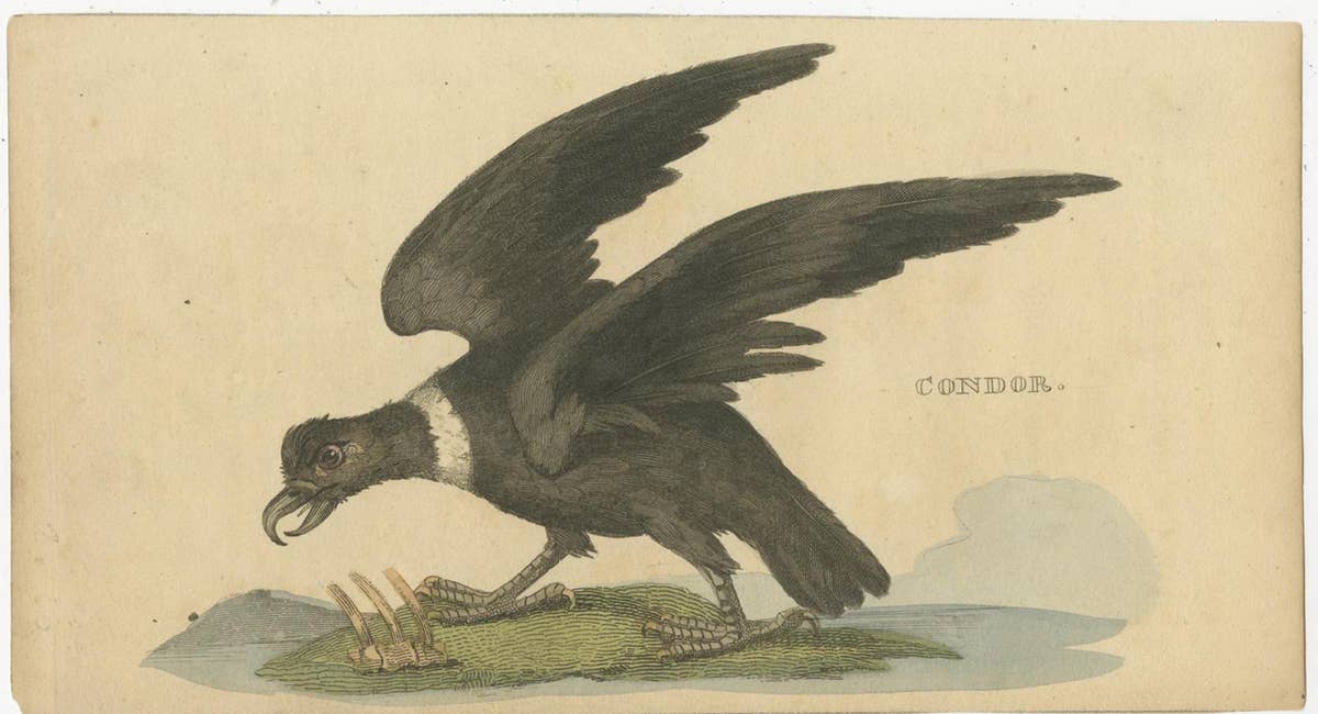 Set of 4 Antique Bird Prints, Dove, Condor, Mino, Dun Diver, 1815