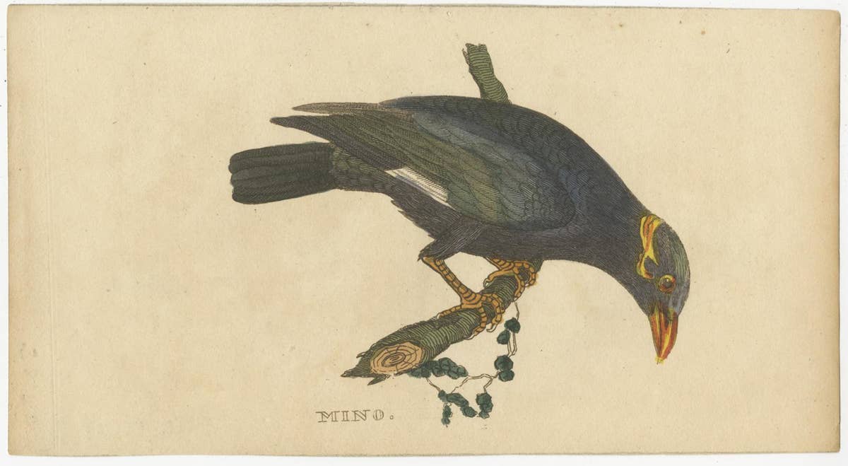 Set of 4 Antique Bird Prints, Dove, Condor, Mino, Dun Diver, 1815