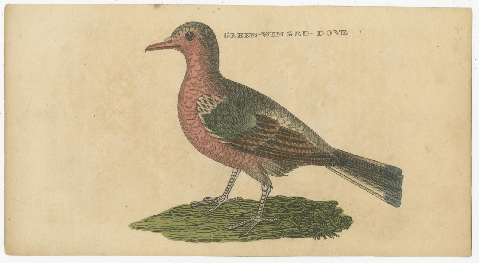 Paper Set of 4 Antique Bird Prints, Dove, Condor, Mino, Dun Diver, 1815 For Sale