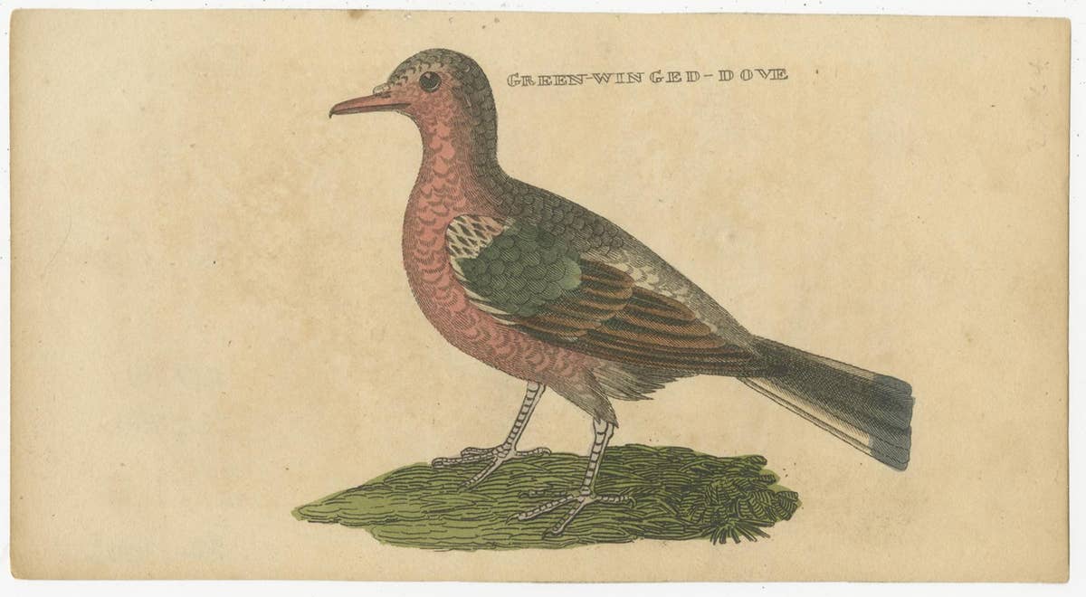 Set of 4 Antique Bird Prints, Dove, Condor, Mino, Dun Diver, 1815