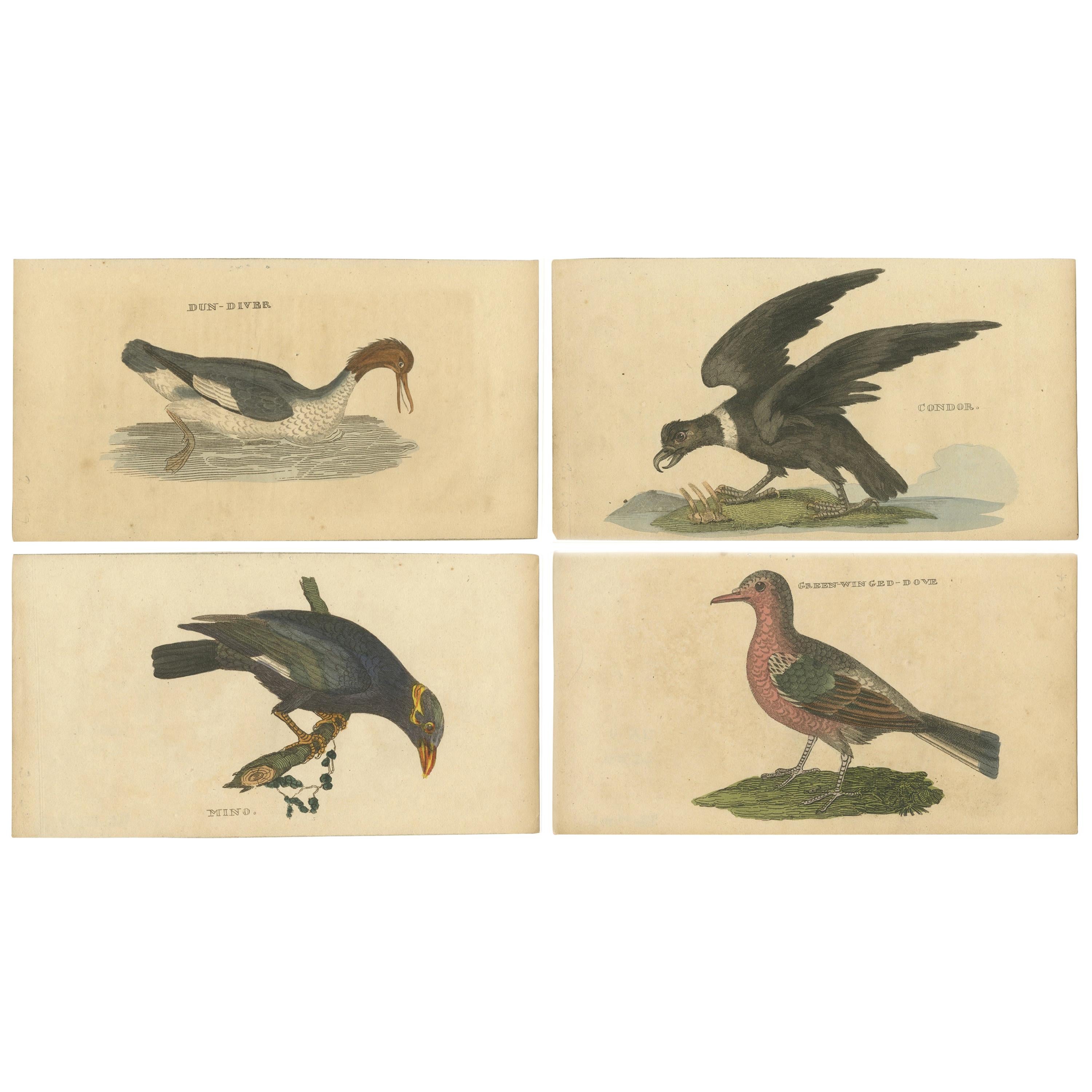 Set of 4 Antique Bird Prints, Dove, Condor, Mino, Dun Diver, 1815 For Sale