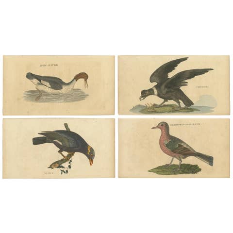 Set of 4 Antique Bird Prints, Dove, Condor, Mino, Dun Diver, 1815