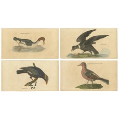 Set of 4 Antique Bird Prints, Dove, Condor, Mino, Dun Diver, 1815