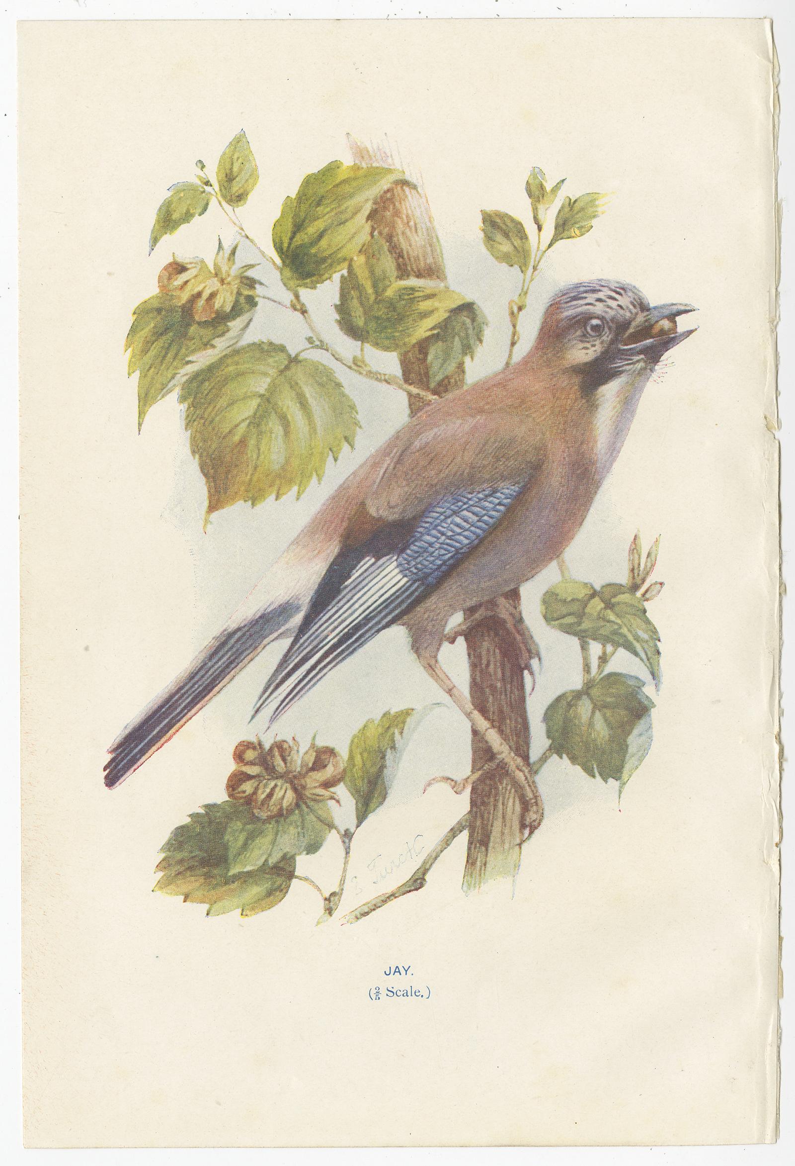 Ensemble de quatre impressions anciennes d'oiseaux intitulées 'Jay - Redstart - Jackdaw - Greenfinch'. Ces impressions proviennent de 
