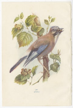 Set of 4 Antique Bird Prints Jay, Redstart, Jackdaw, Greenfinch, '1901'
