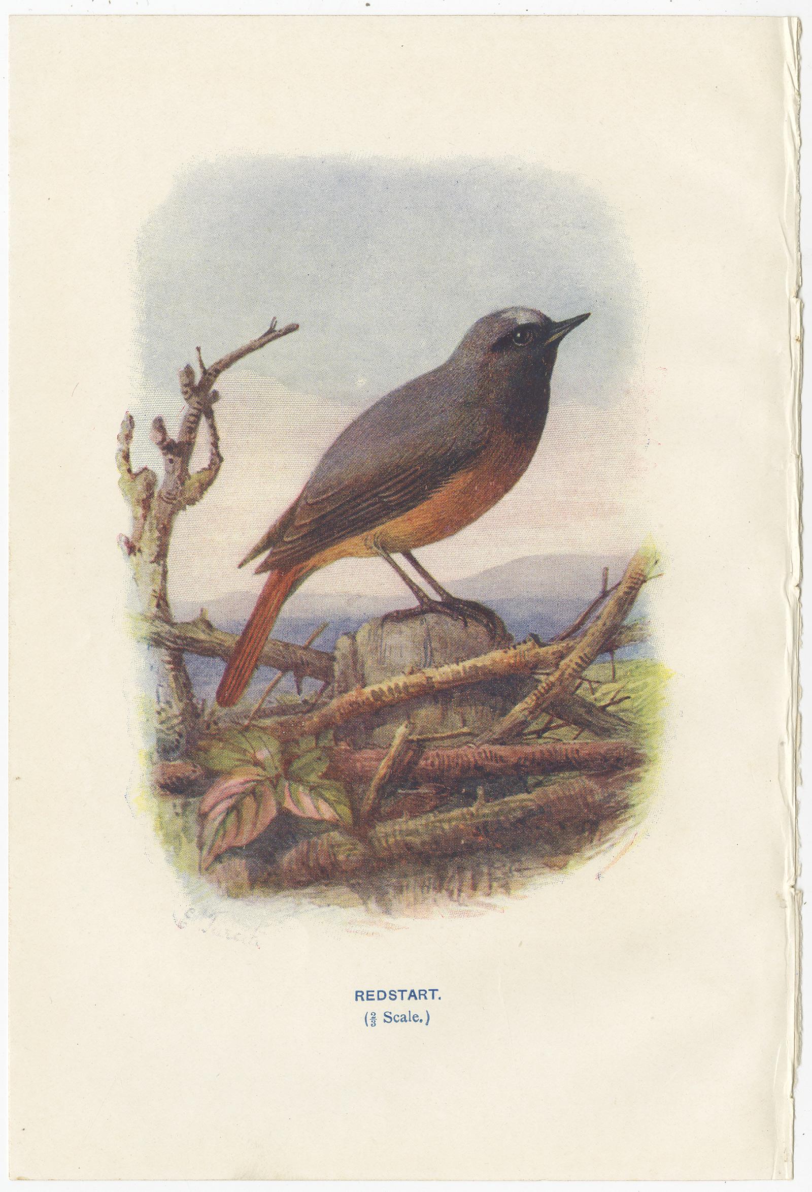 Ensemble de 4 gravures anciennes d'oiseaux : geai:: rouge-gorge:: choucas:: verdier:: '1901' Bon état - En vente à Langweer, NL