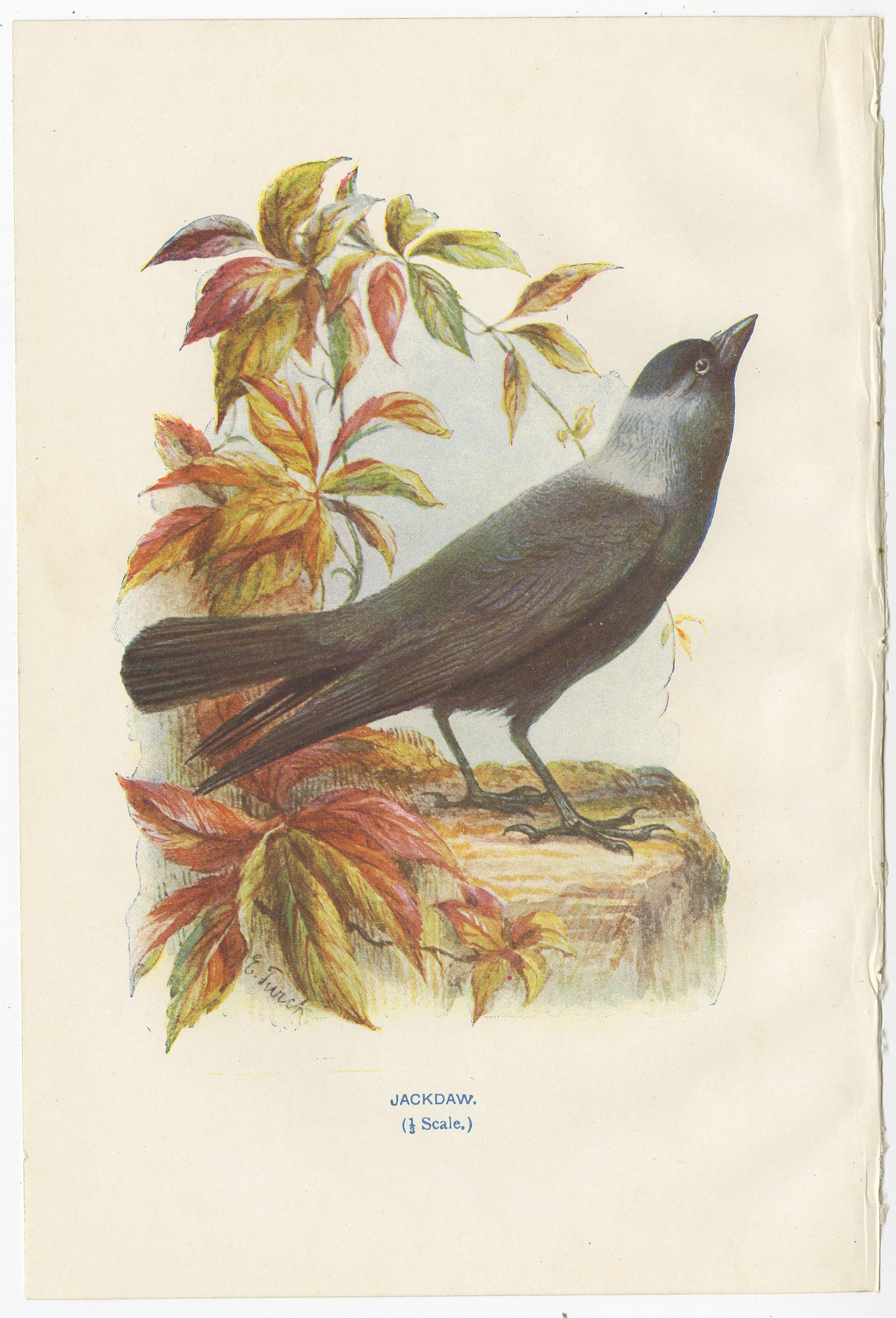 20ième siècle Ensemble de 4 gravures anciennes d'oiseaux : geai:: rouge-gorge:: choucas:: verdier:: '1901' en vente