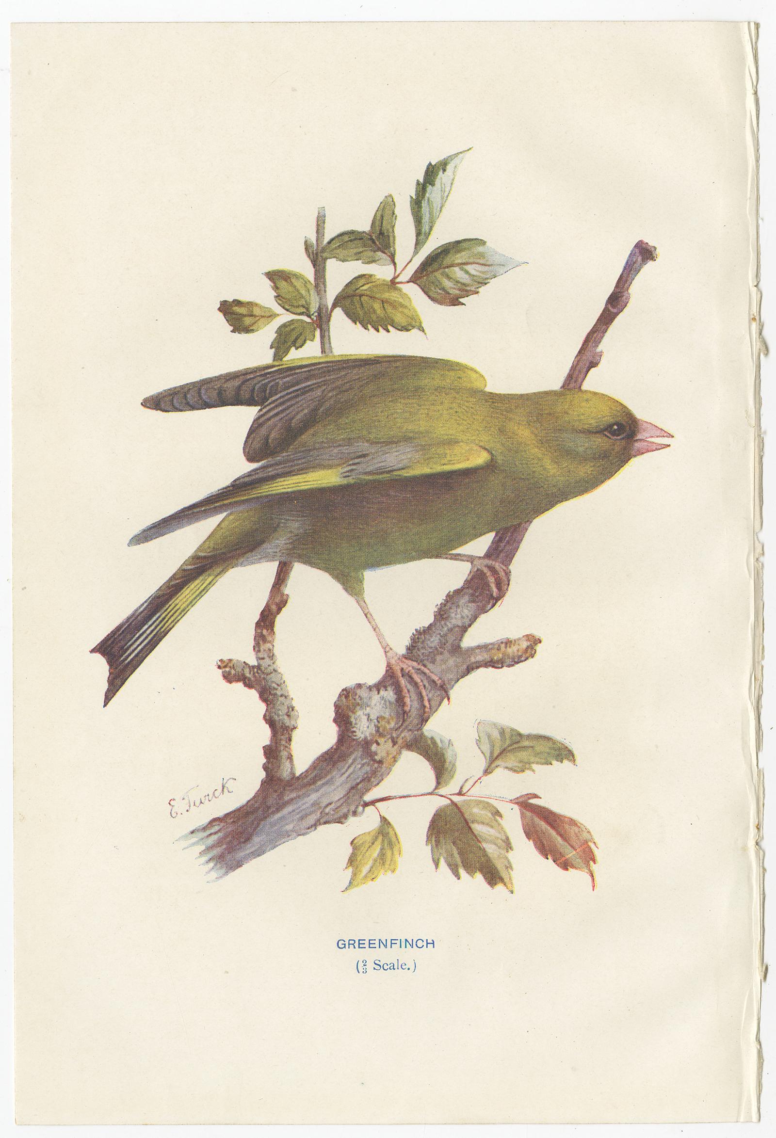 Papier Ensemble de 4 gravures anciennes d'oiseaux : geai:: rouge-gorge:: choucas:: verdier:: '1901' en vente
