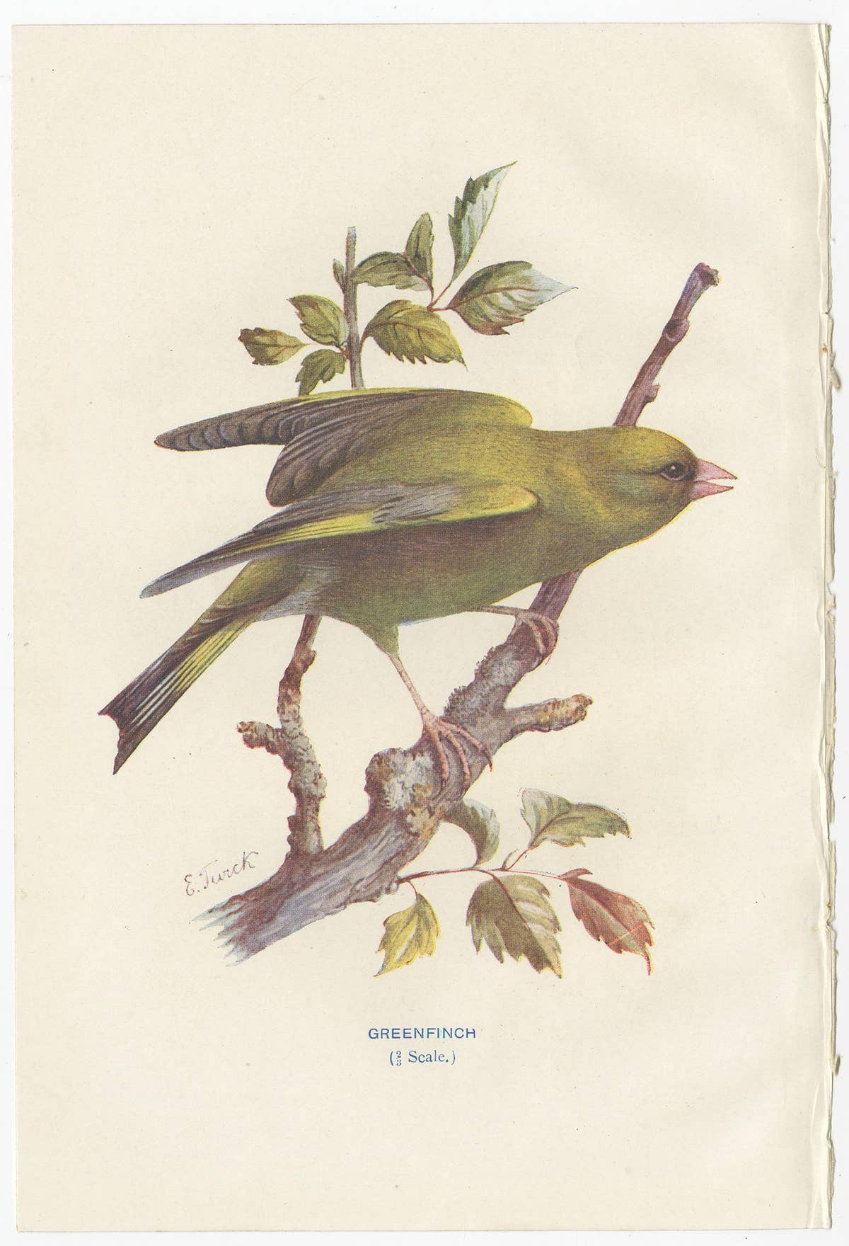 Set of 4 Antique Bird Prints Jay, Redstart, Jackdaw, Greenfinch, '1901'