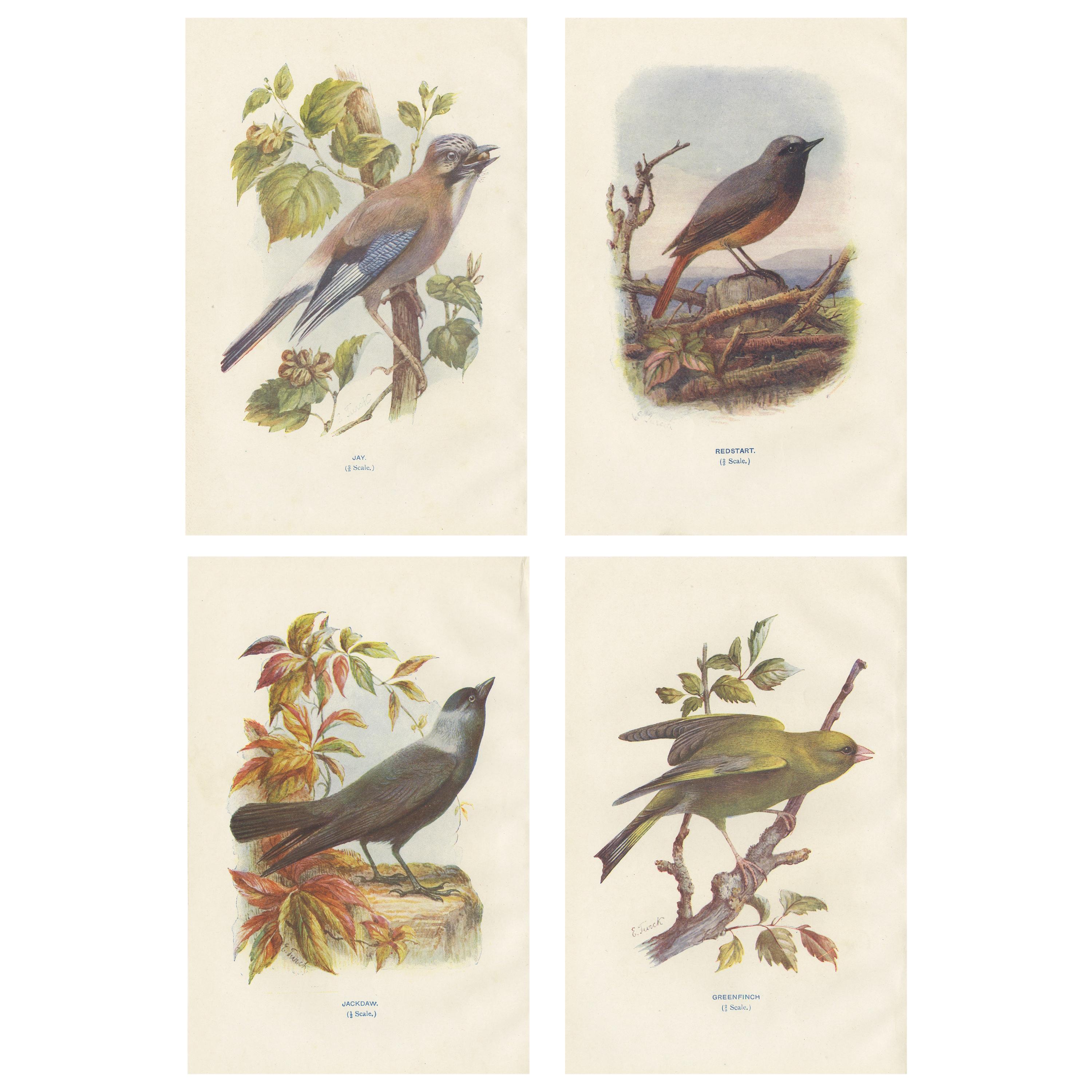 Ensemble de 4 gravures anciennes d'oiseaux : geai:: rouge-gorge:: choucas:: verdier:: '1901' en vente