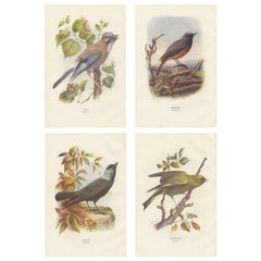 Satz von 4 antiken Vogeldrucken Eichelhäher:: Gartenrotschwanz:: Dohle:: Grünfink:: '1901'