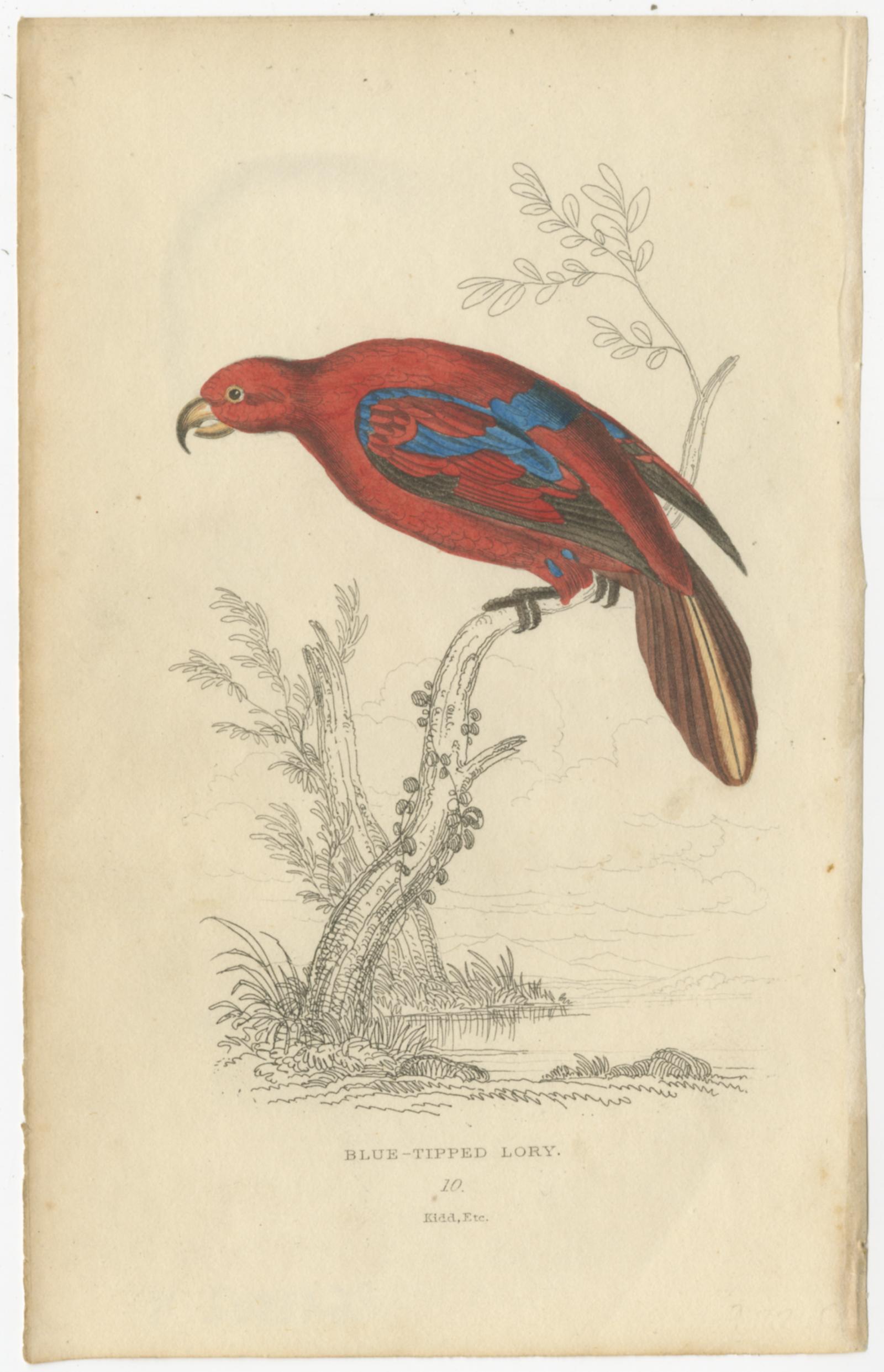 Set of four antique prints titled 'Blue-Tipped Lory - Deep-Blue Maccaw - Battledore-Tailed Parrot - Splendid Parrot'. These prints originate from 'The Miscellany of Natural History' by Thomas Dick Lauder & Captain Thomas Brown. Engraved by Joseph B.