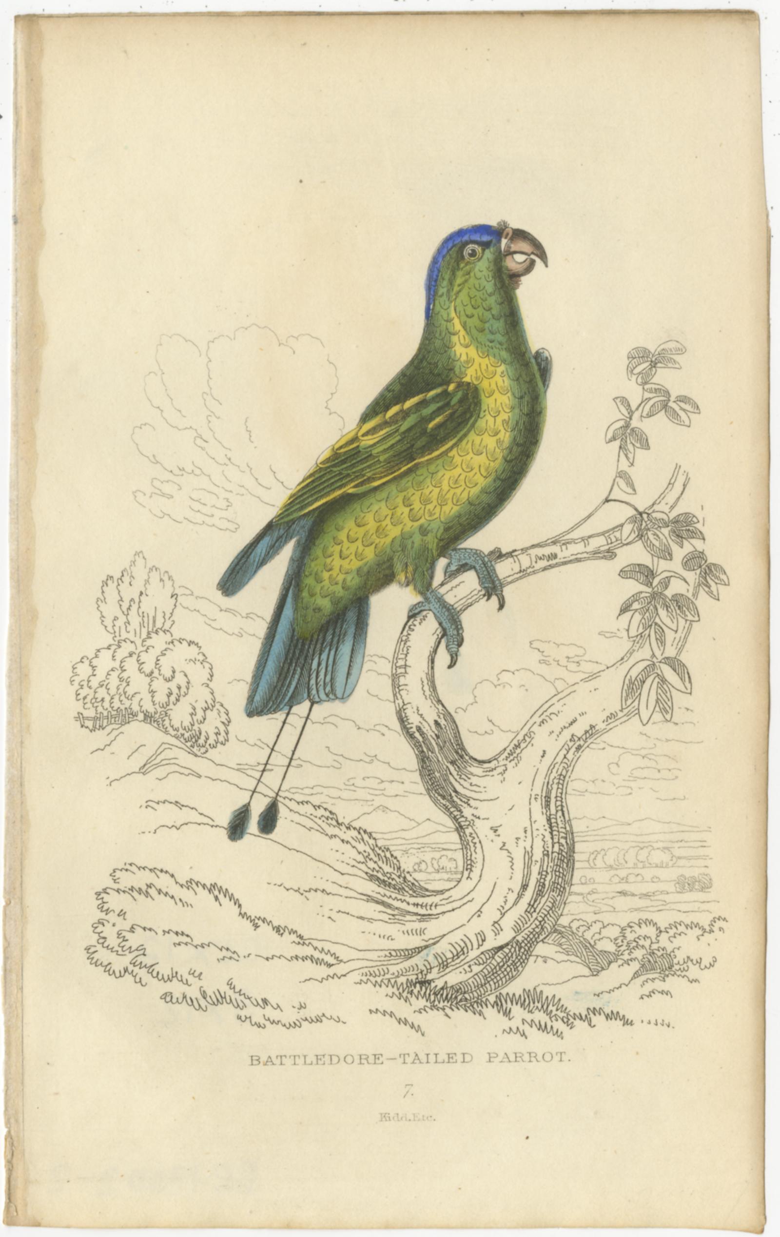 19th Century Set of 4 Antique Bird Prints - Lory - Maccaw - Parrot, 1833
