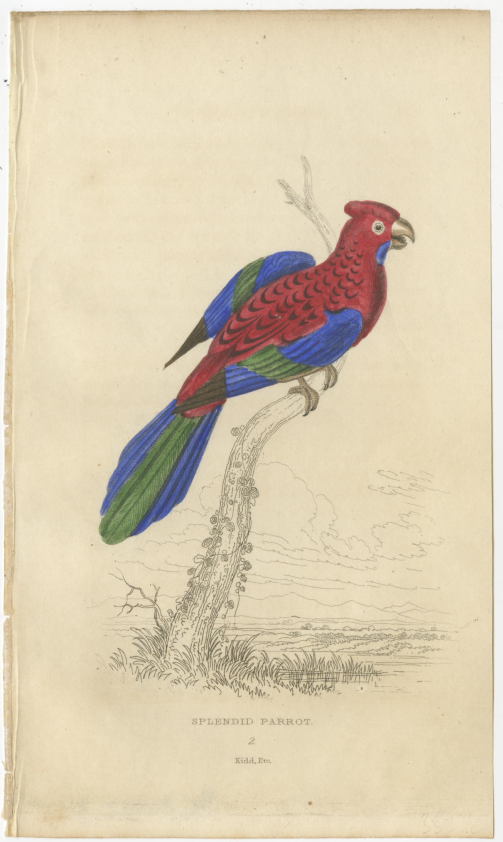 Paper Set of 4 Antique Bird Prints - Lory - Maccaw - Parrot, 1833