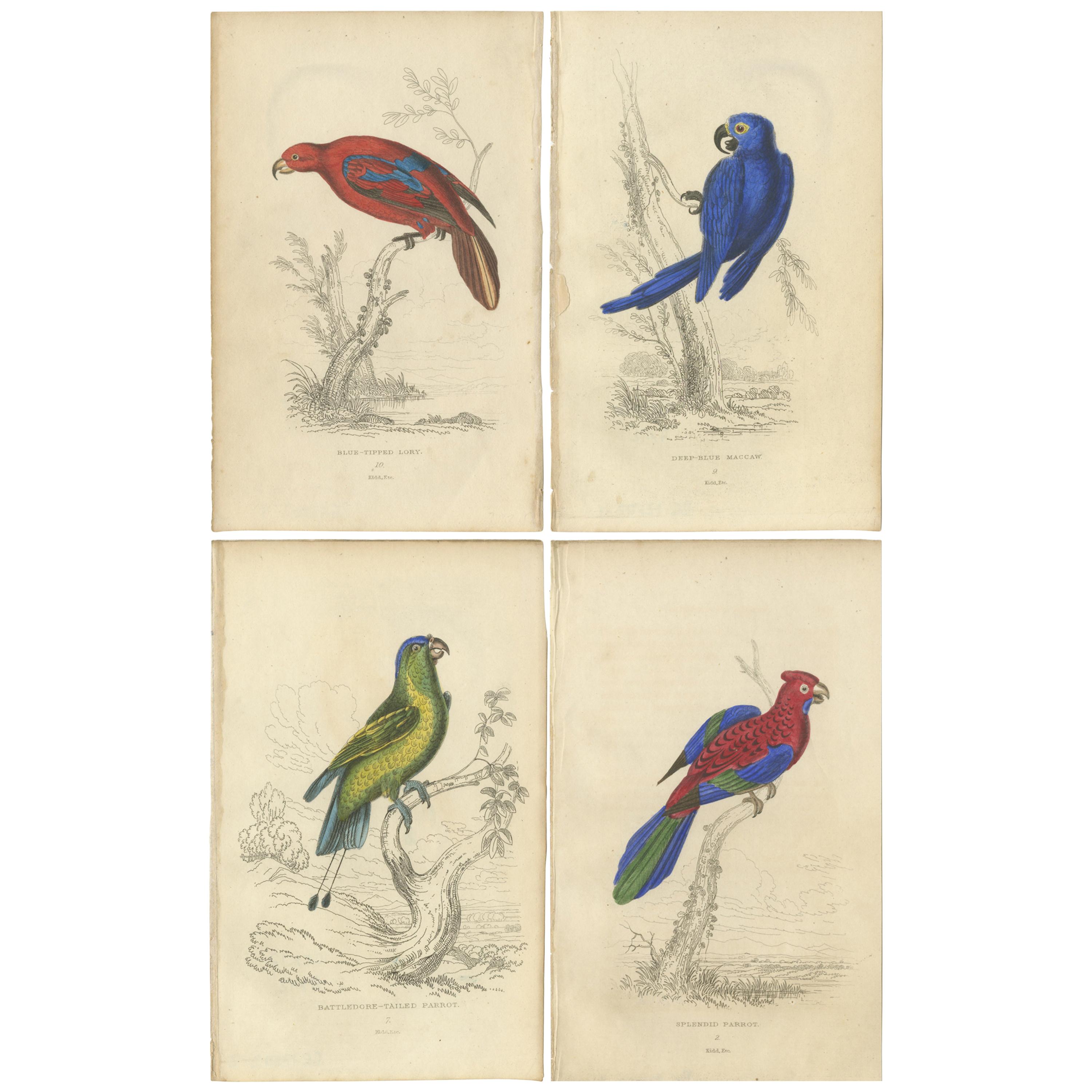 Set of 4 Antique Bird Prints - Lory - Maccaw - Parrot, 1833