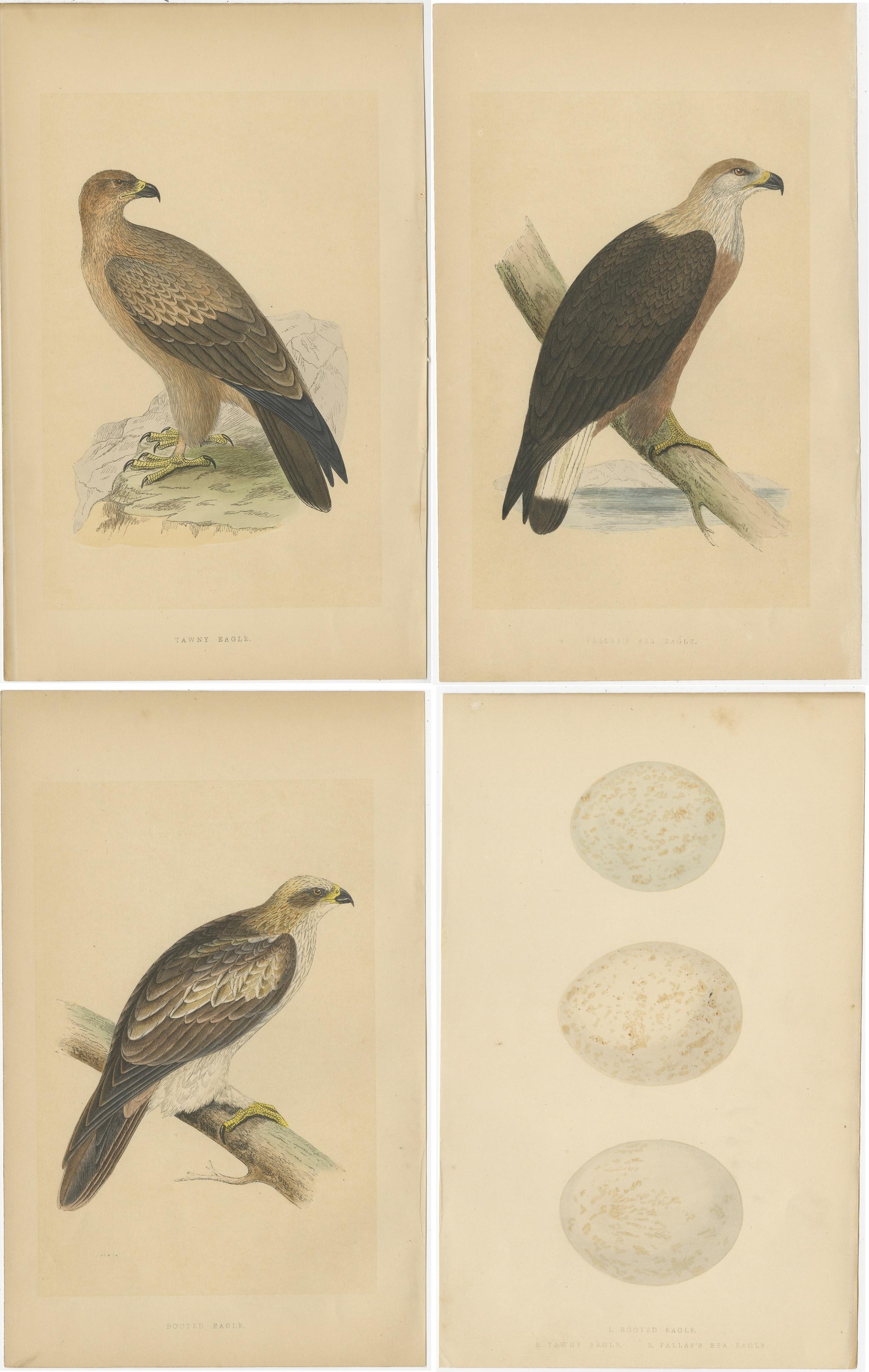 These four antique bird prints are part of a set depicting a tawny eagle, Pallas's sea eagle, booted eagle, and their eggs. They originate from the book titled 'A history of the birds of Europe, not observed in the British Isles,' authored by