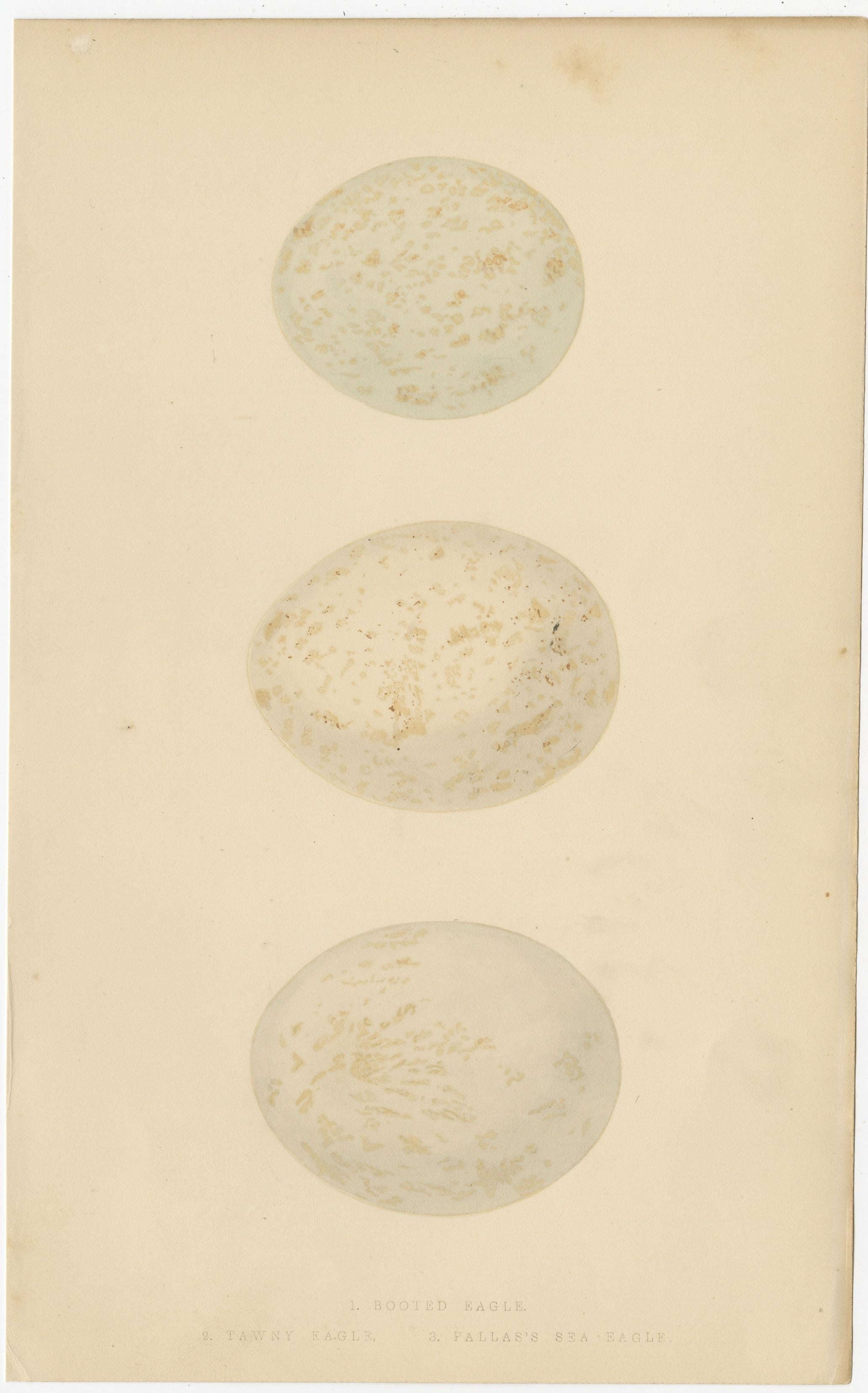 Set of 4 Antique Bird Prints of Eagles and their Eggs For Sale 1