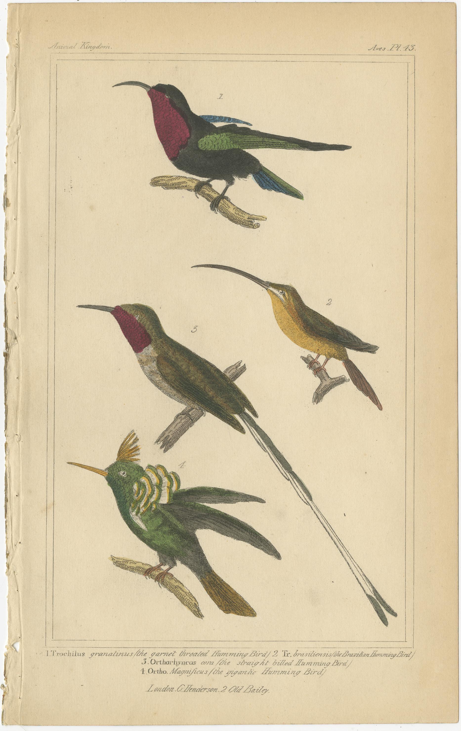 Set of four antique bird prints including illustrations of the horned parrakeet, the scarlet macaw, cockatoo, bird of paradise, hummingbird and others. These prints originate from the 'Animal Kingdom' by Cuvier. Published 1834.