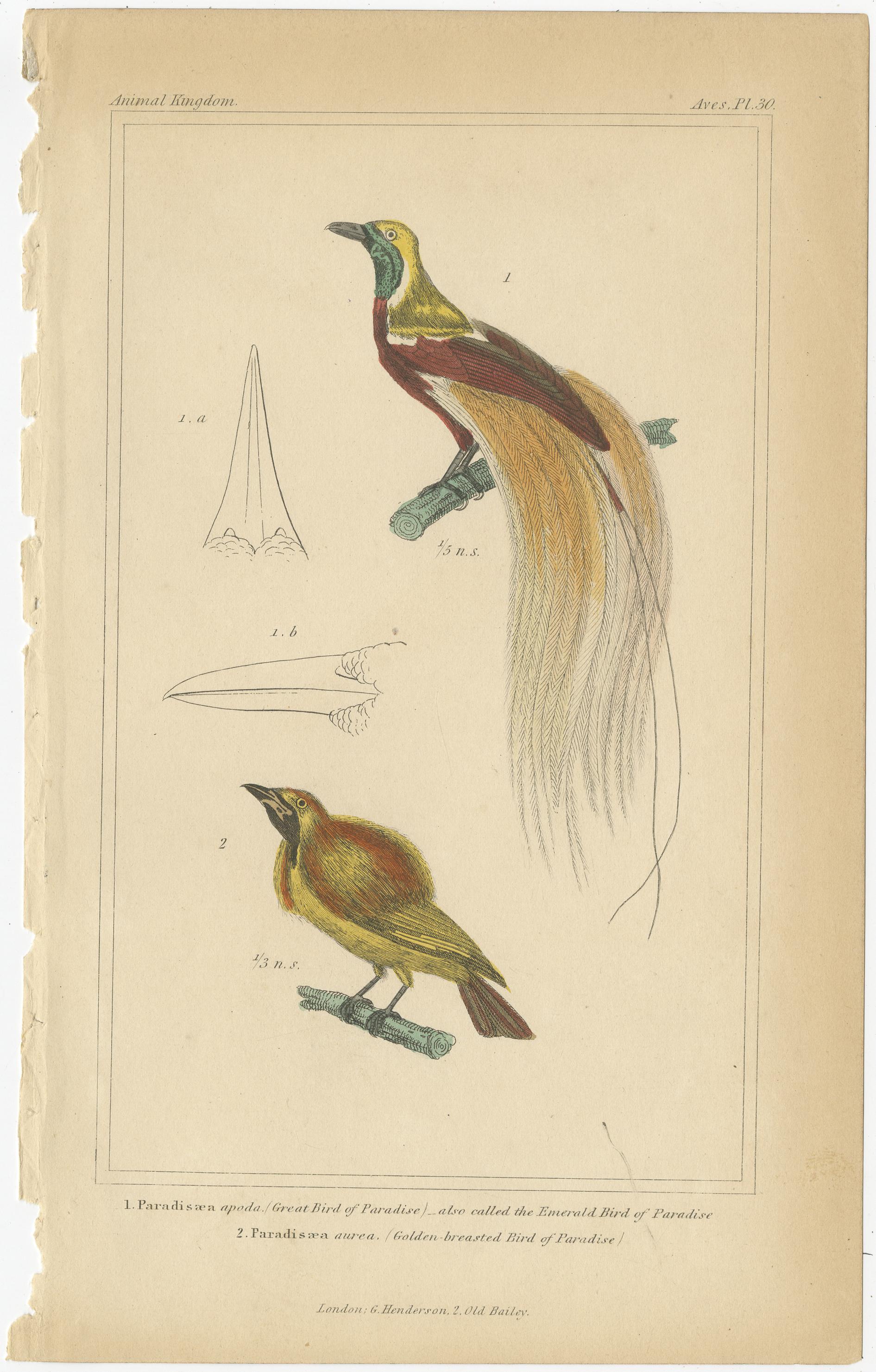 Ensemble de 4 estampes anciennes d'oiseaux du Parrakeet en corne, de paille écarlate et d'autres Bon état - En vente à Langweer, NL