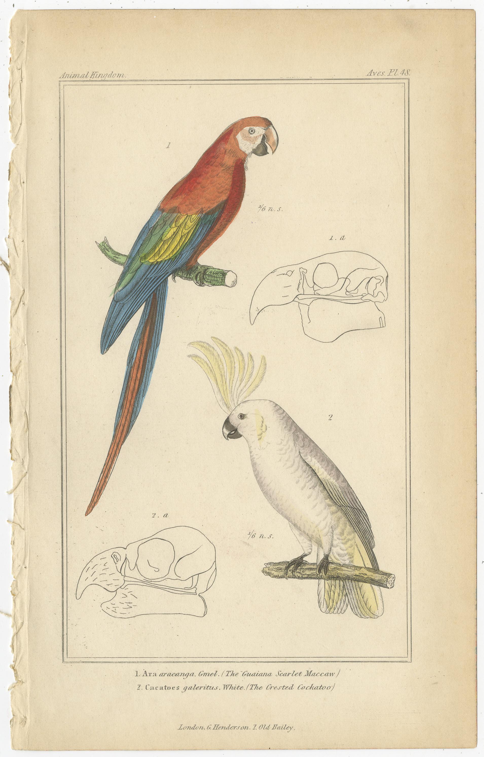 19th Century Set of 4 Antique Bird Prints of the Horned Parrakeet, Scarlet Macaw and Others For Sale