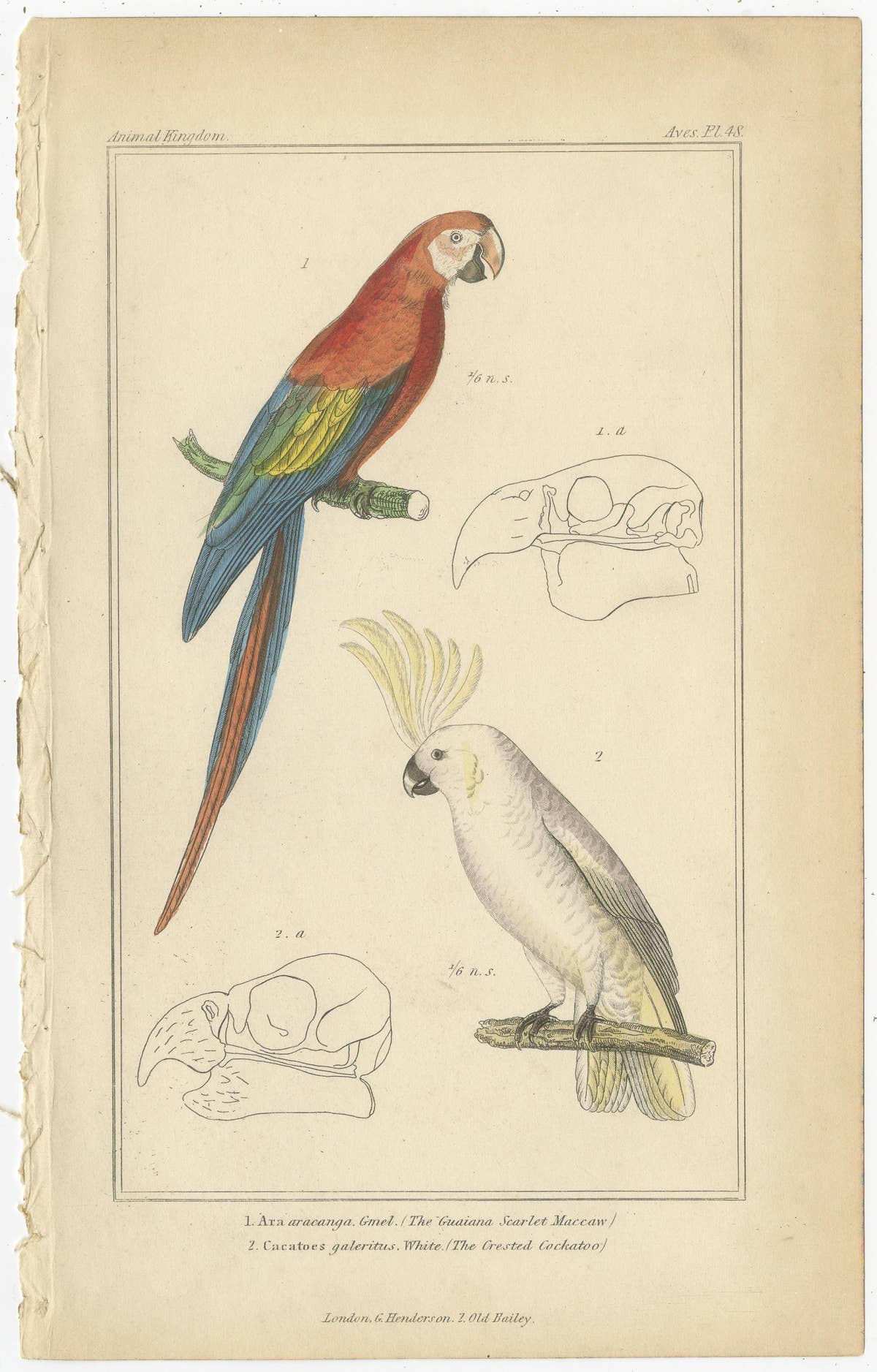 Set of 4 Antique Bird Prints of the Horned Parrakeet, Scarlet Macaw and Others