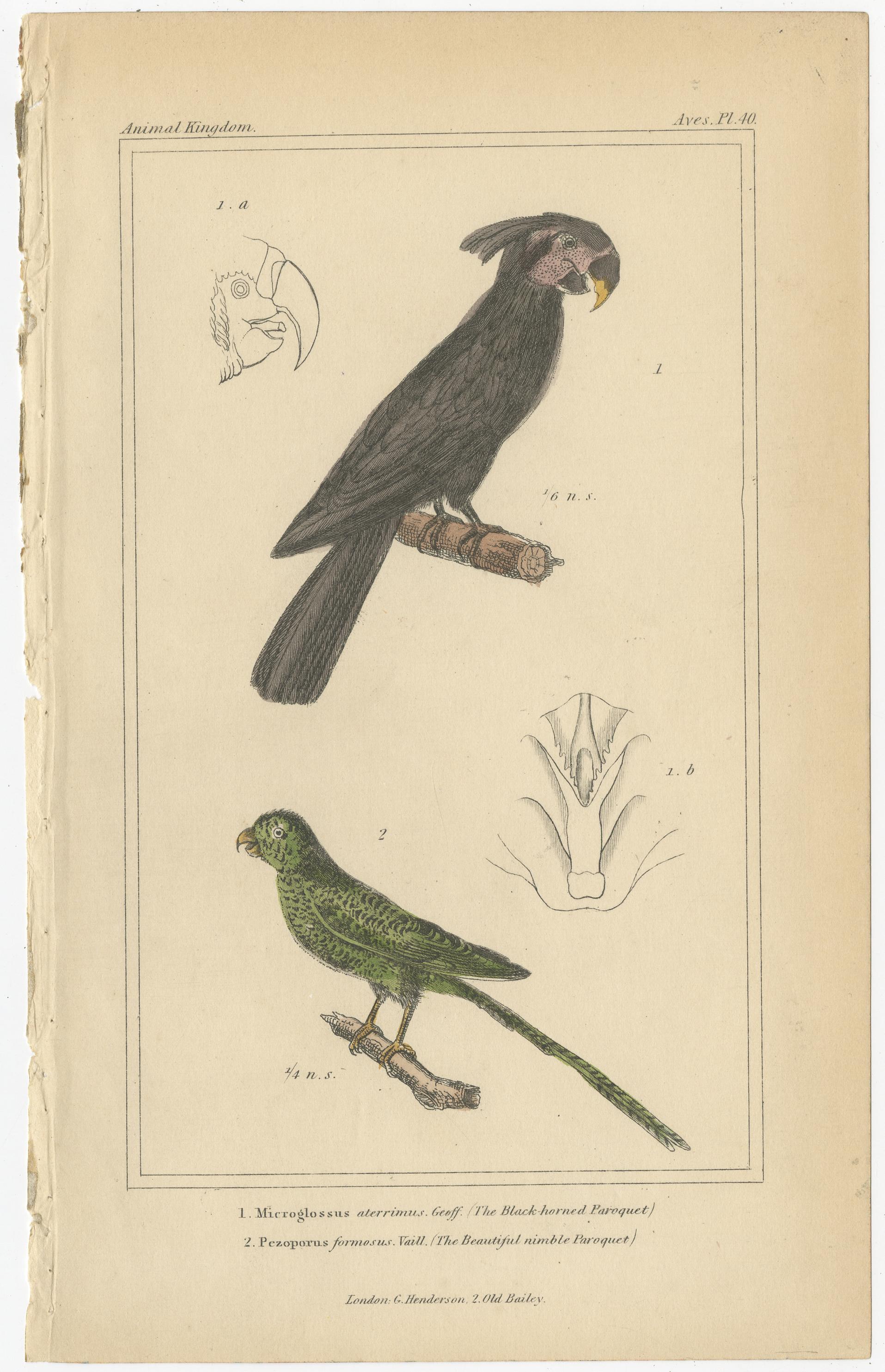 Papier Ensemble de 4 estampes anciennes d'oiseaux du Parrakeet en corne, de paille écarlate et d'autres en vente