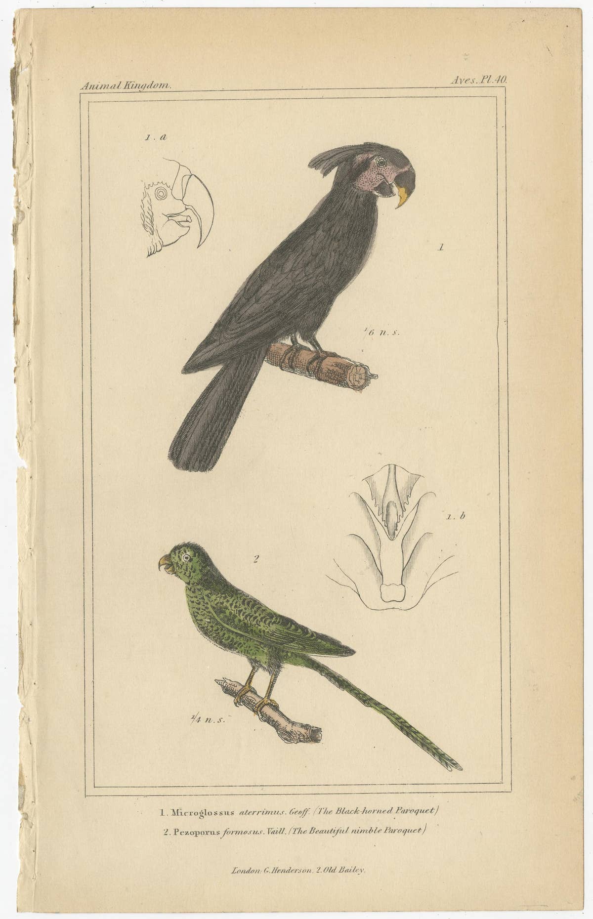 Set of 4 Antique Bird Prints of the Horned Parrakeet, Scarlet Macaw and Others