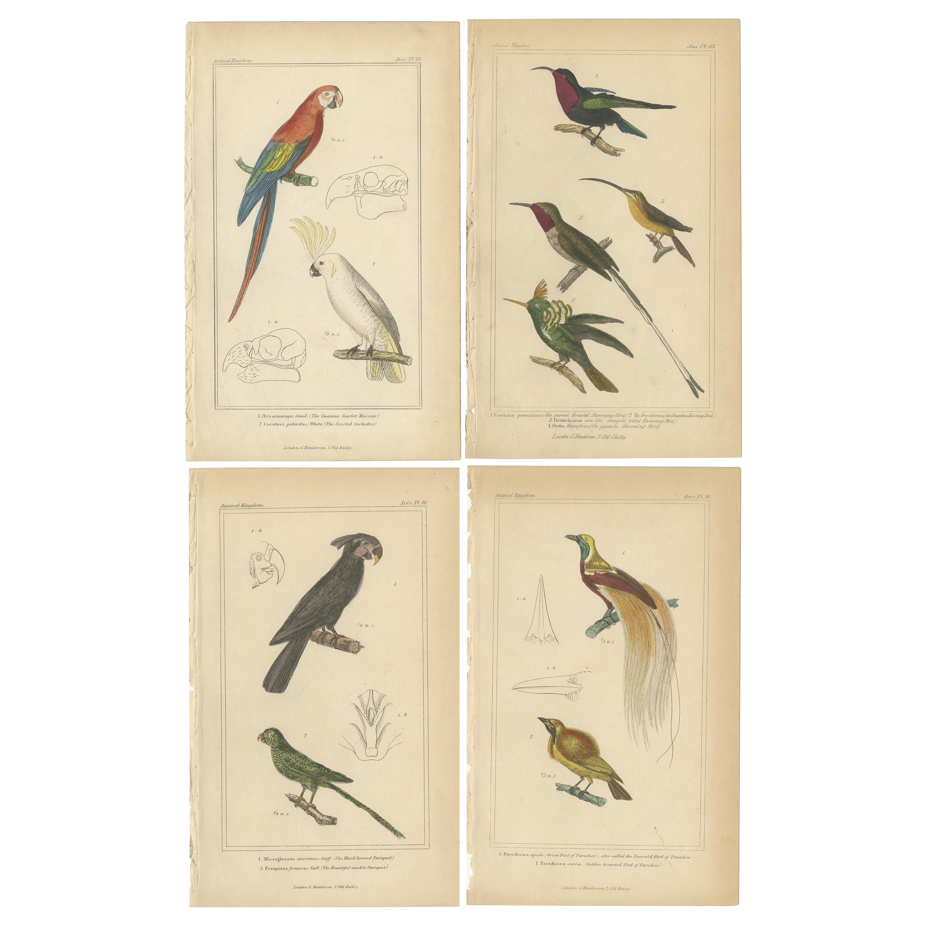 Ensemble de 4 estampes anciennes d'oiseaux du Parrakeet en corne, de paille écarlate et d'autres en vente