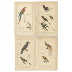 Set of 4 Antique Bird Prints of the Horned Parrakeet, Scarlet Macaw and Others